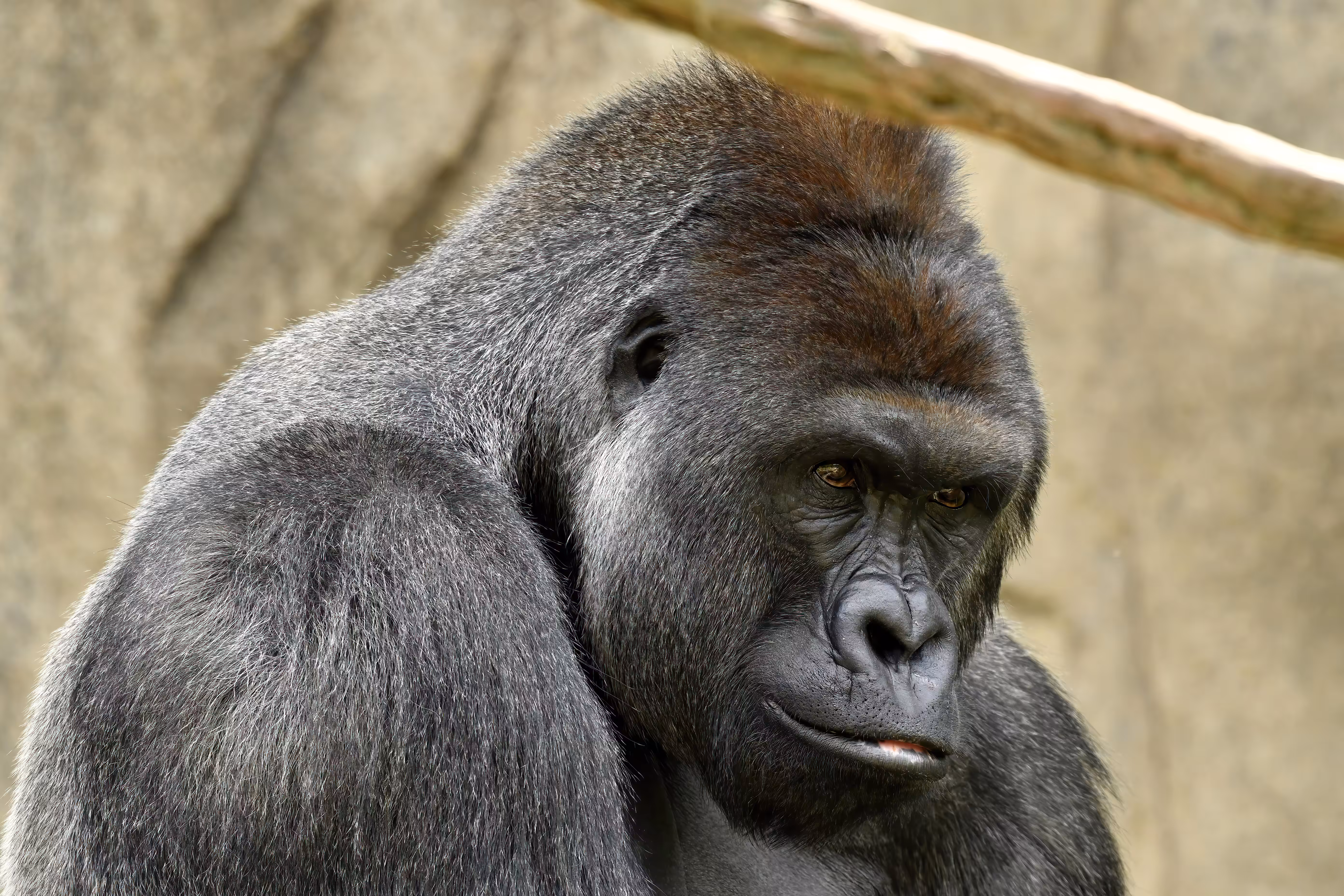 LEGENDS: HARAMBE: LEGENDS #95