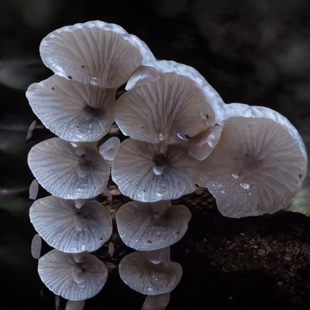 Lasting Specimen 