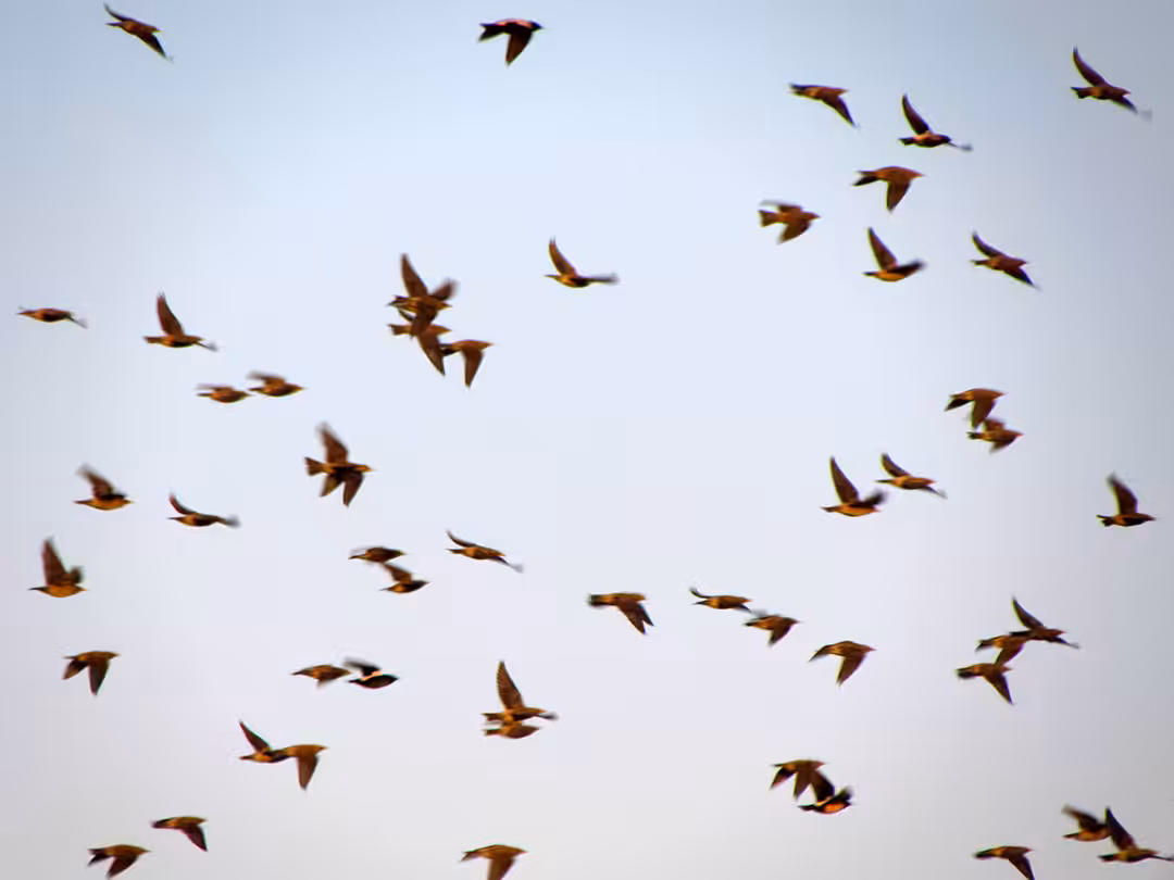 Photography : Bird flight 13