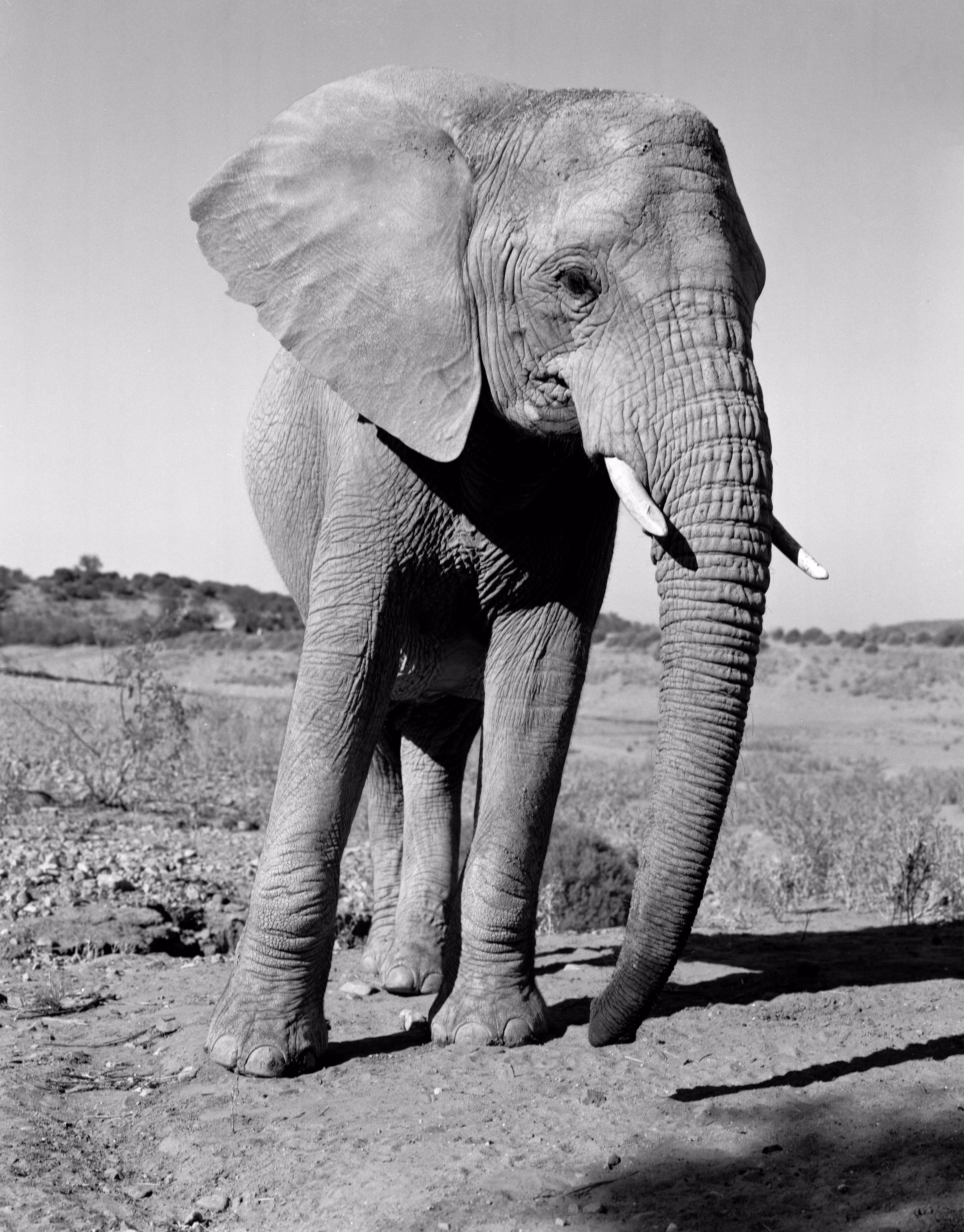 Black and White Elephant