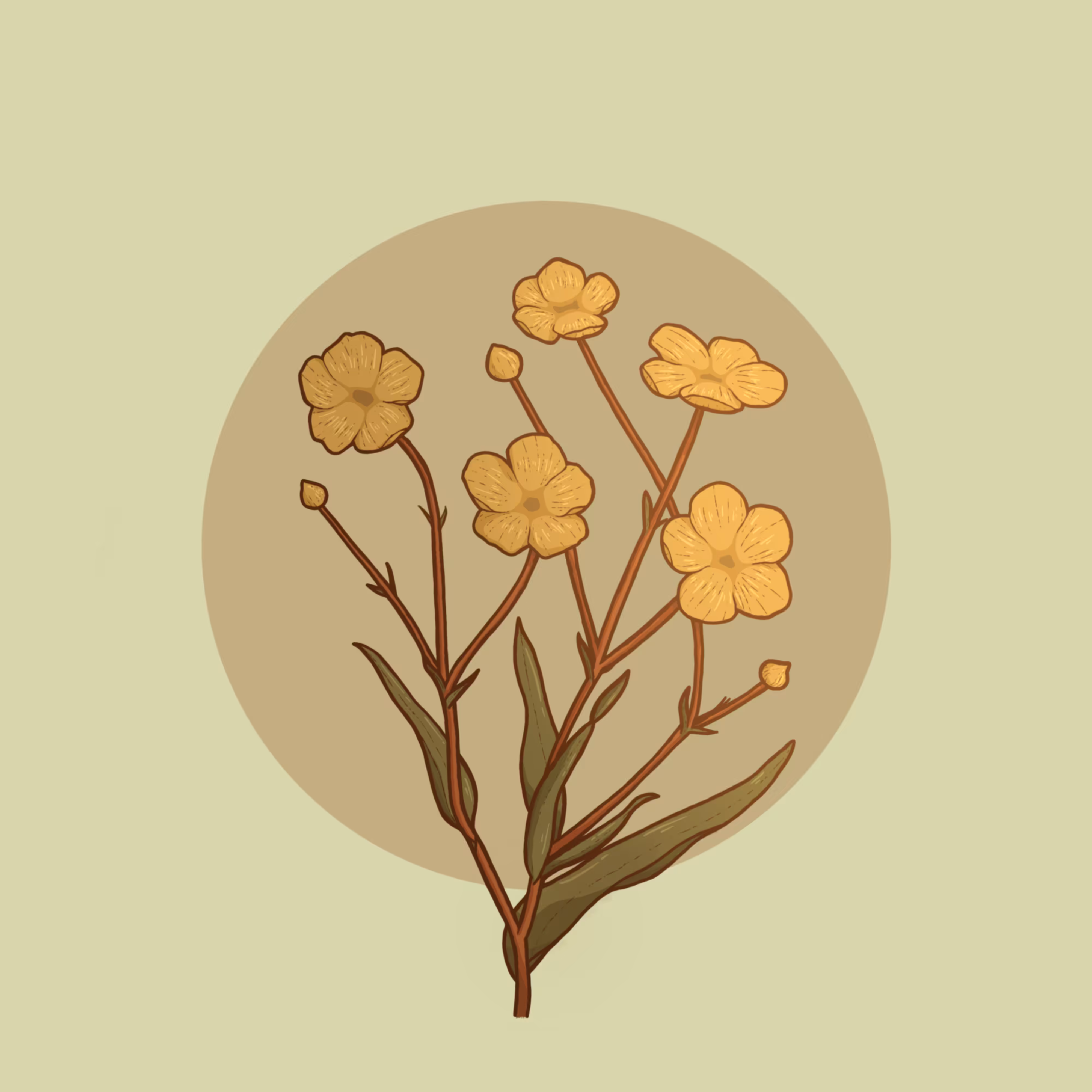 Buttercup