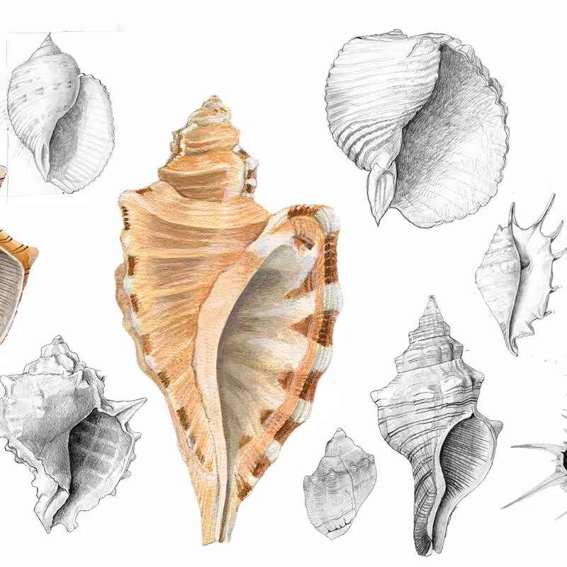 Malacology #1