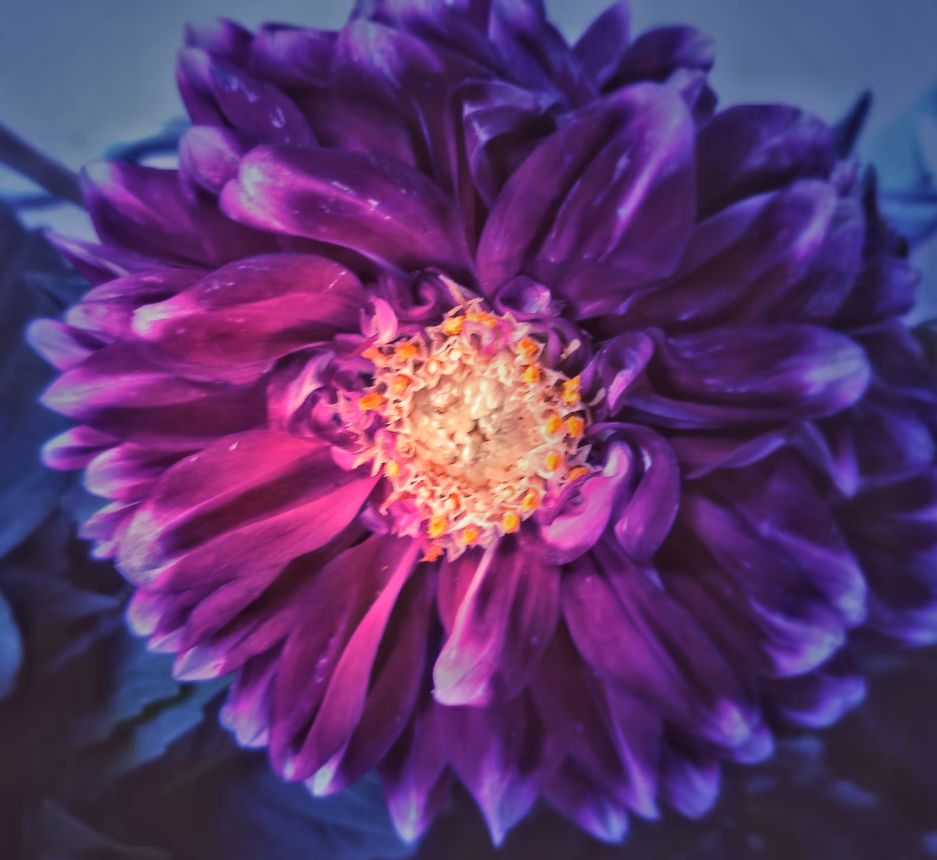 purple flower