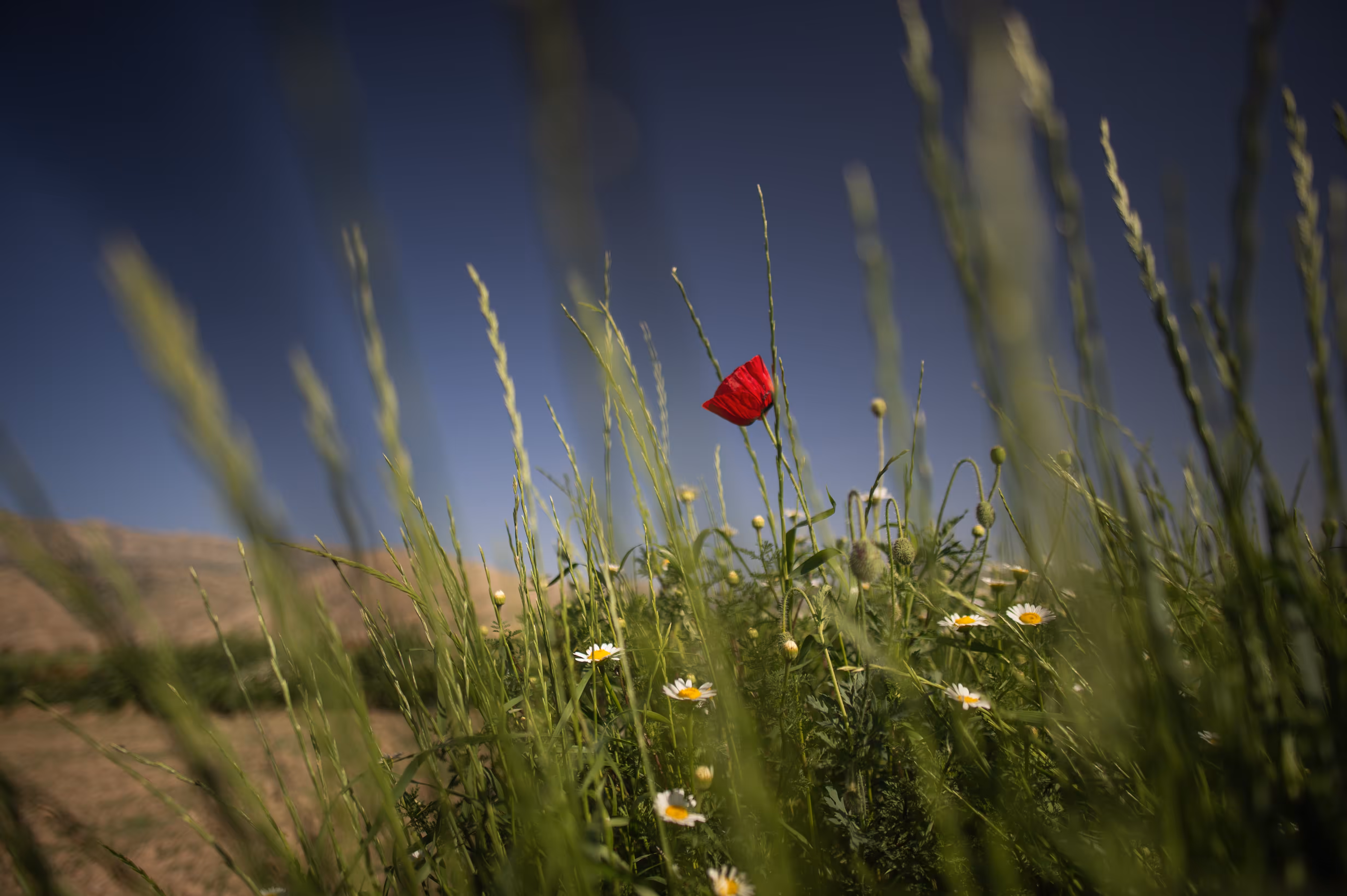 Rodeo posts: Spring