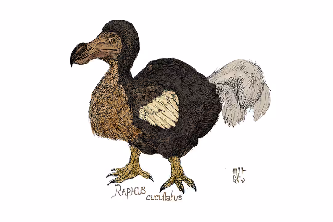 FAUNA: Dodo