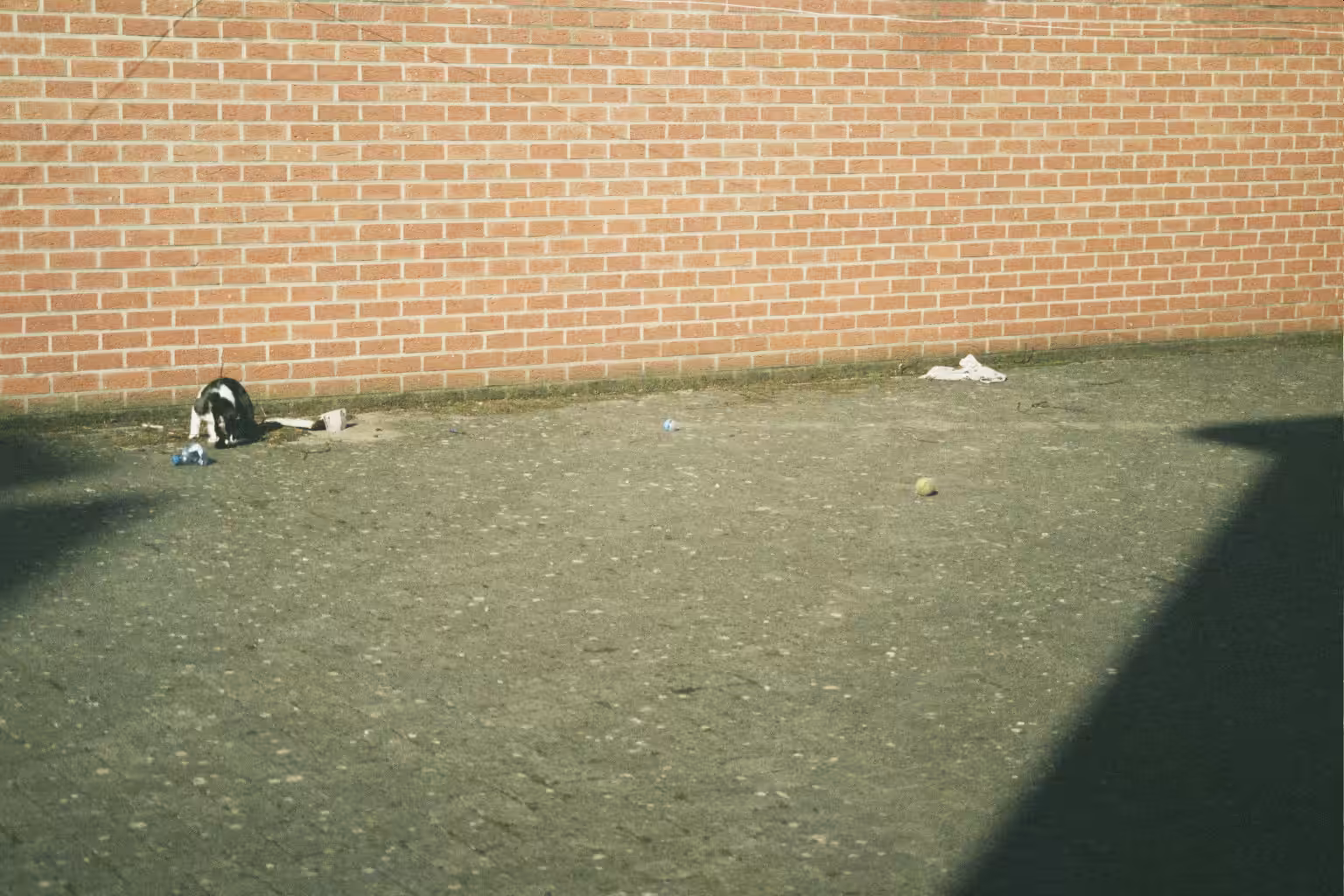 Gizmo sniffs his own urine