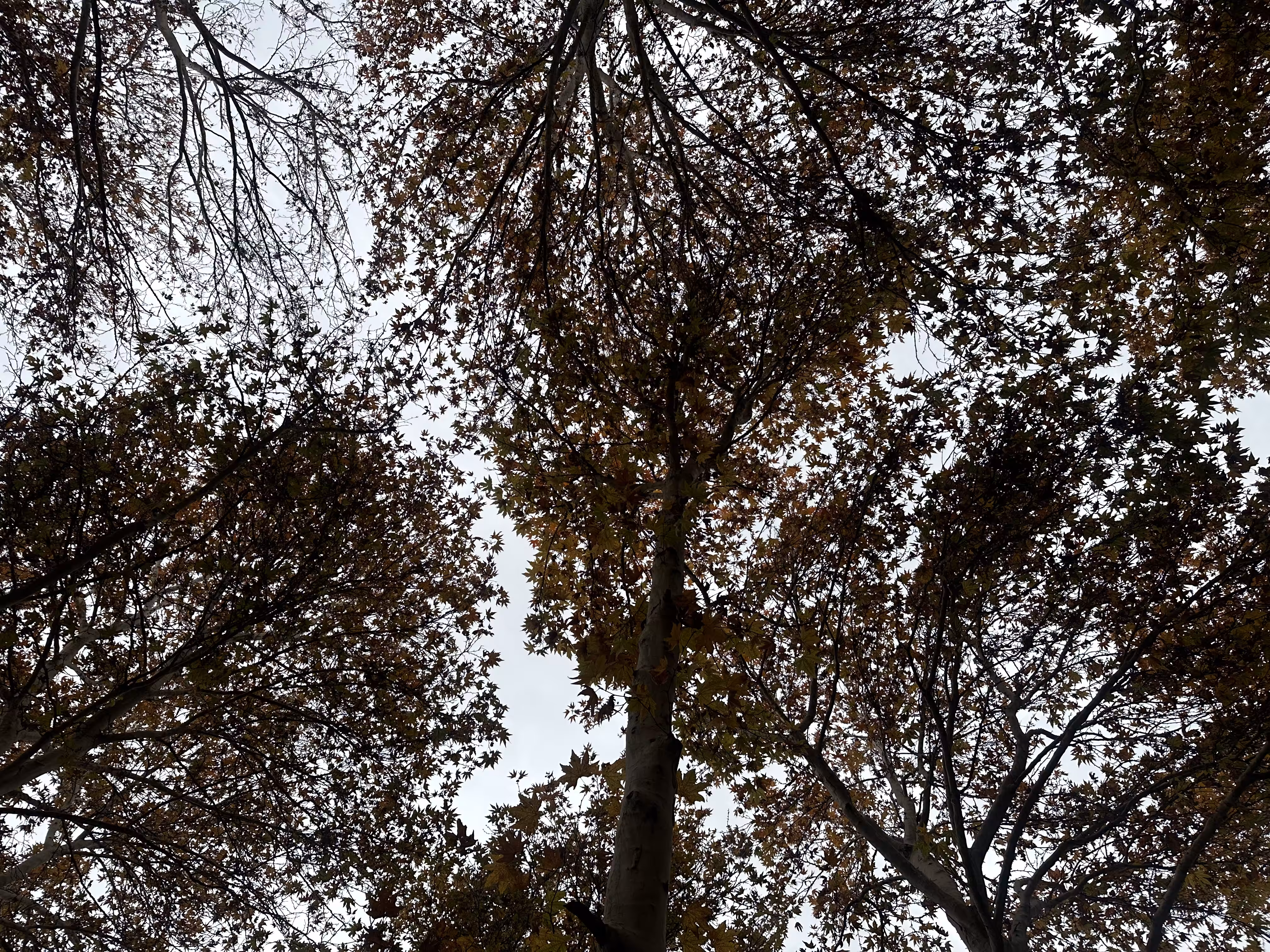 Merry-Photo 42