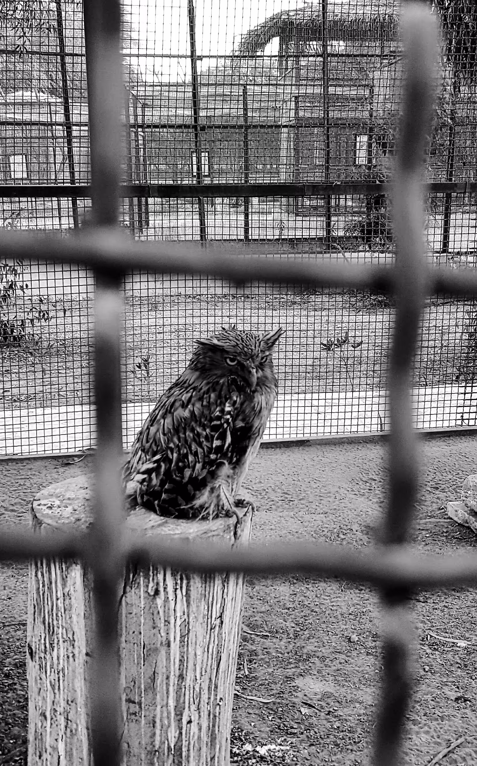  B      &         W       : In cage