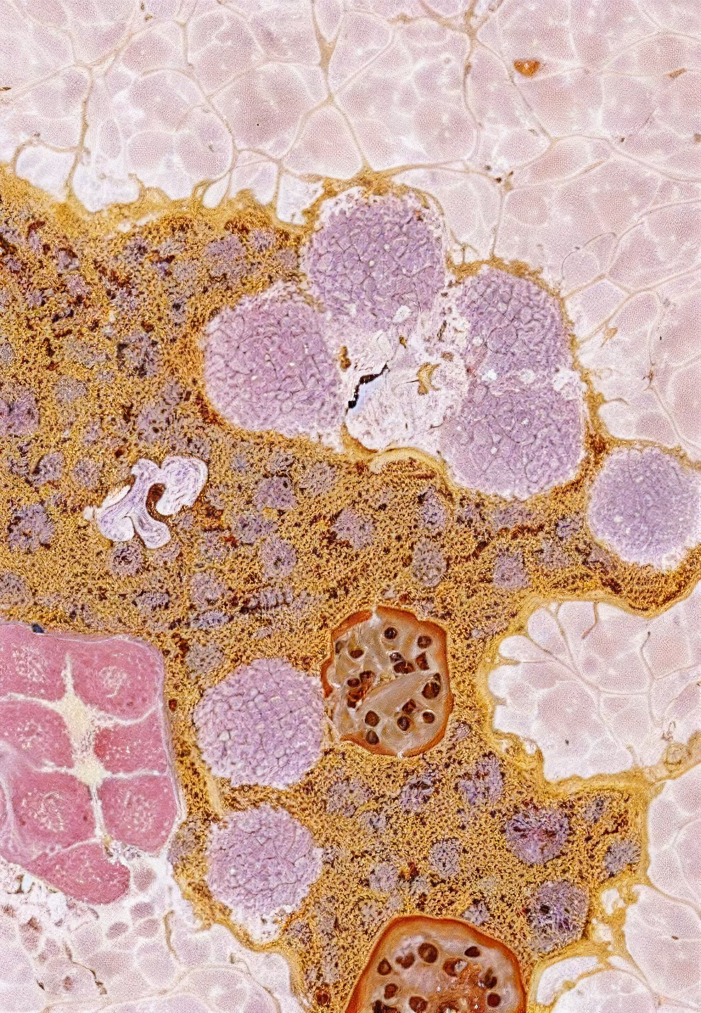 Histologia In Silico #201