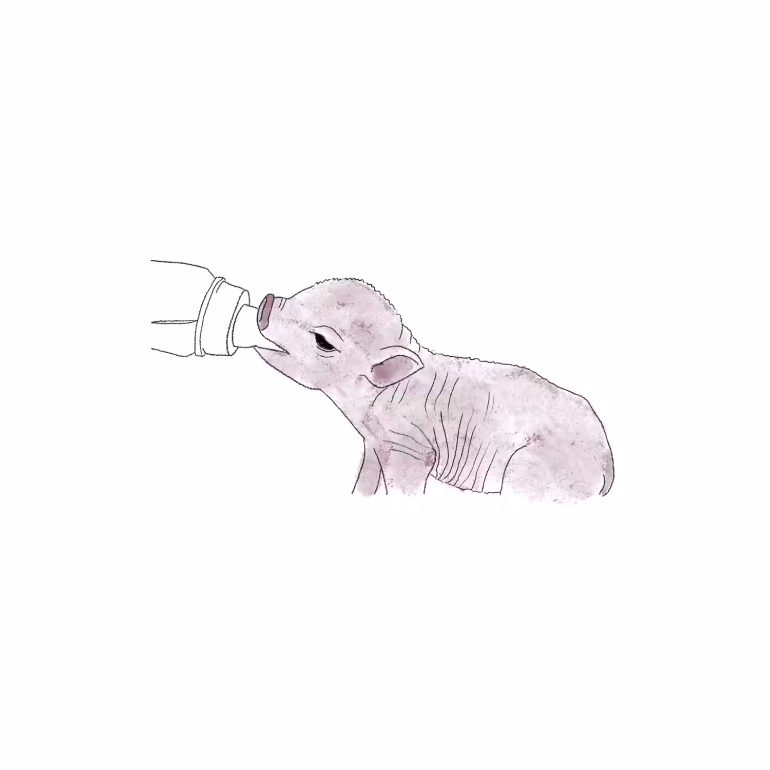 Pork