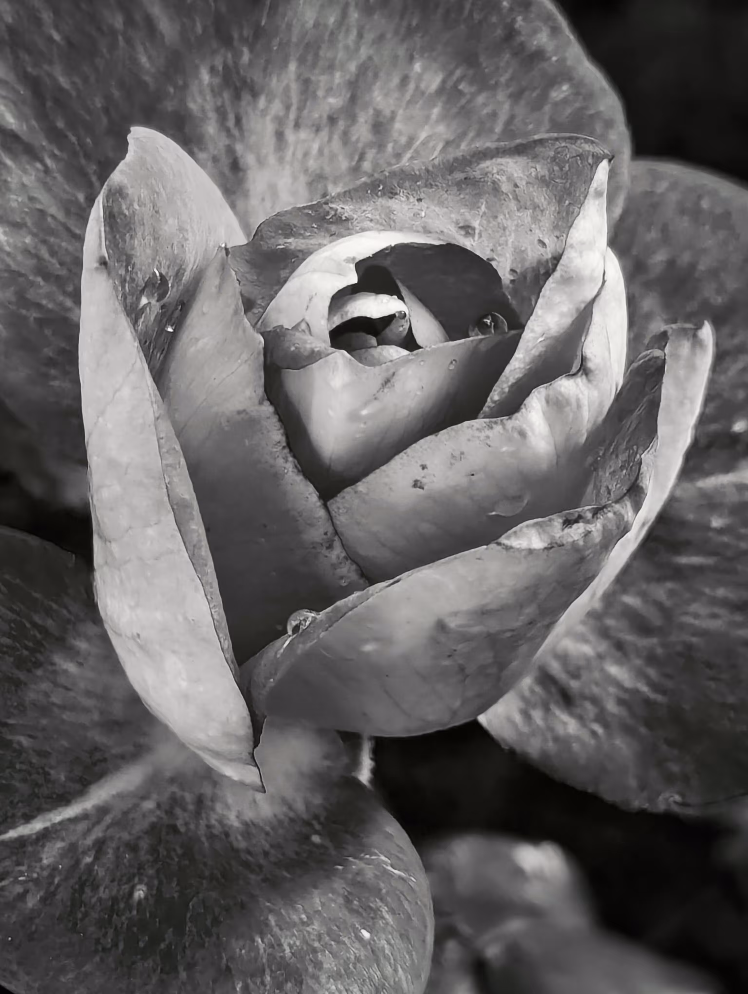 Shades of Rose