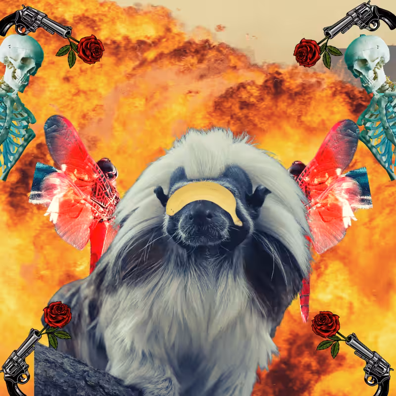 Blinded apes #66