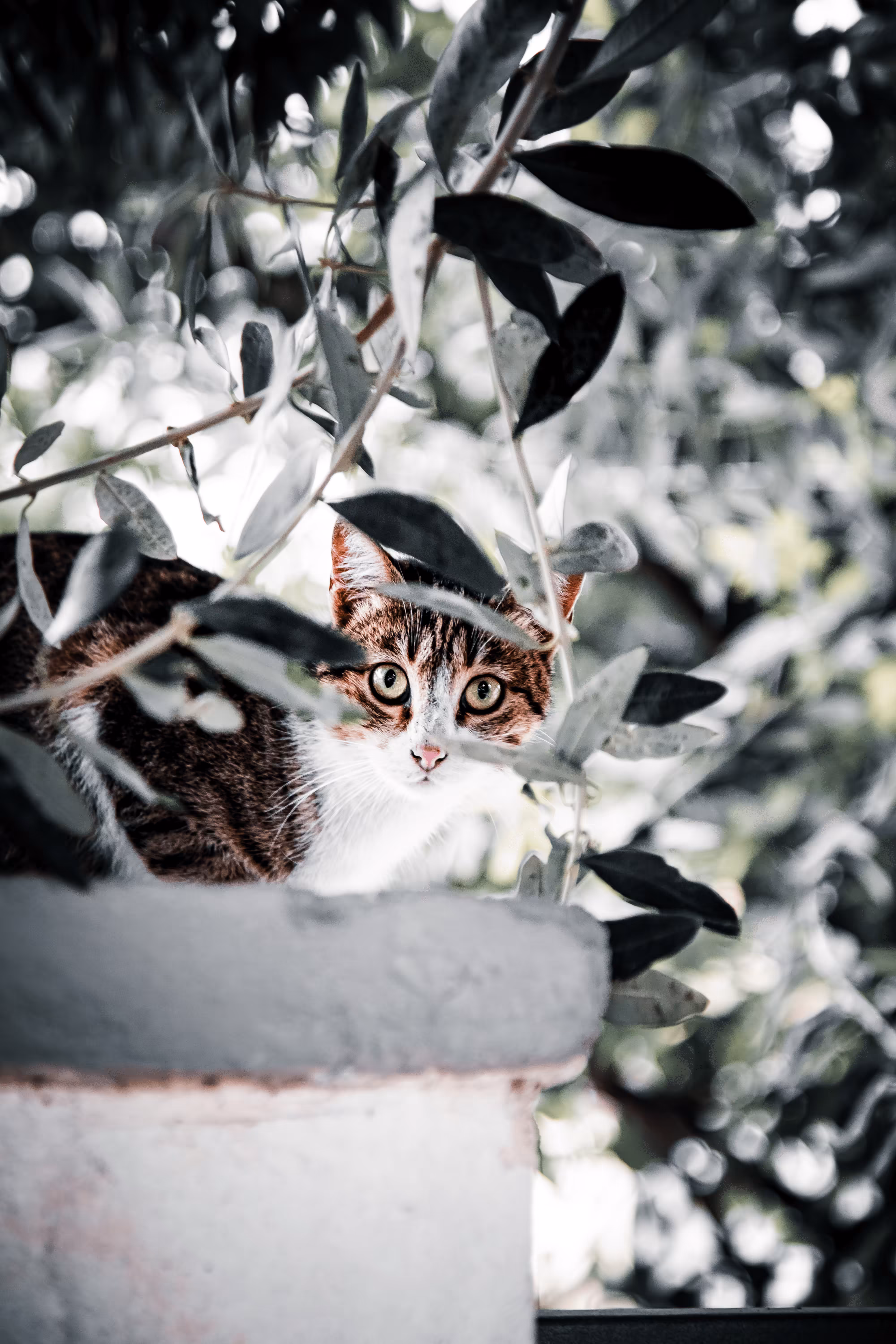 LoneCat #25 Margaery