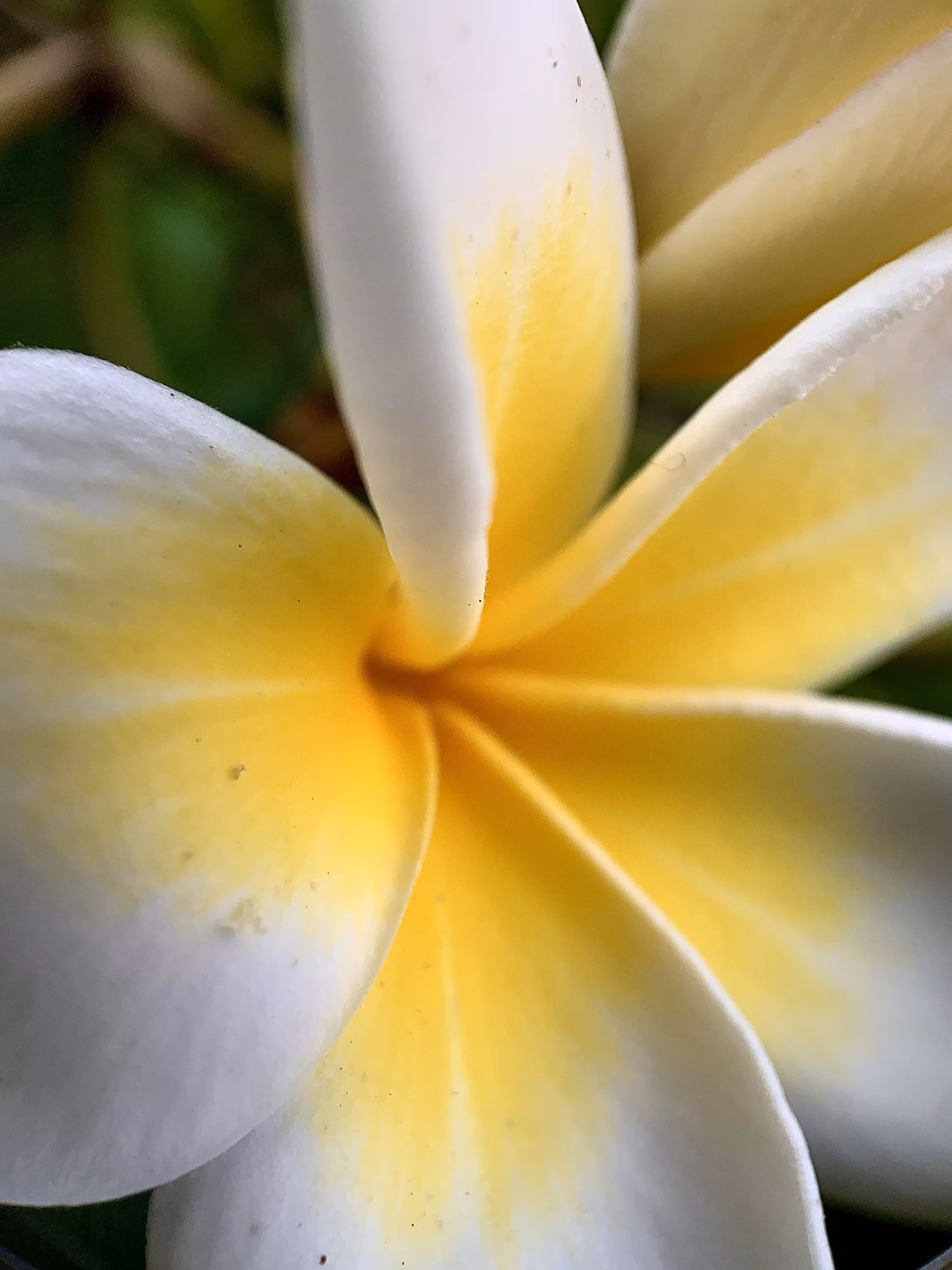 Macro Garden Series Vol. I