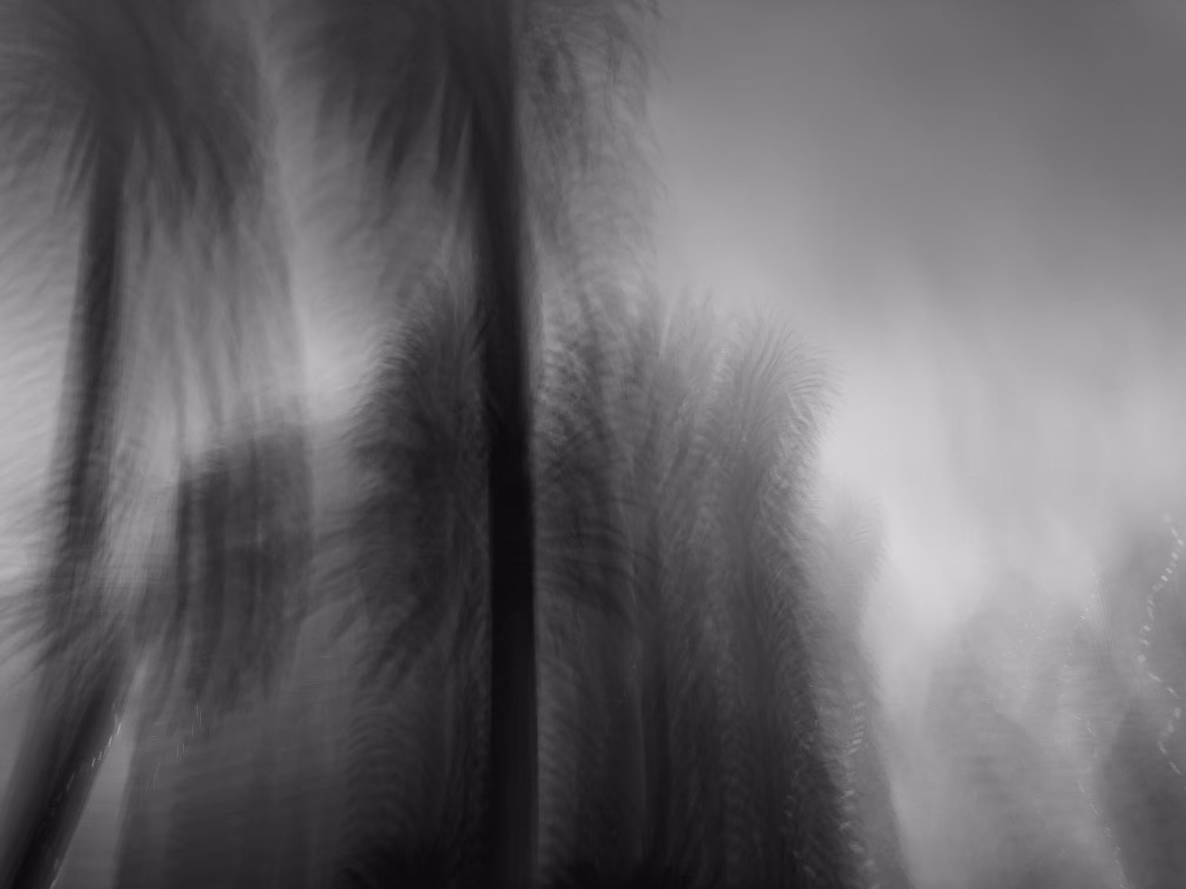 dream jungle