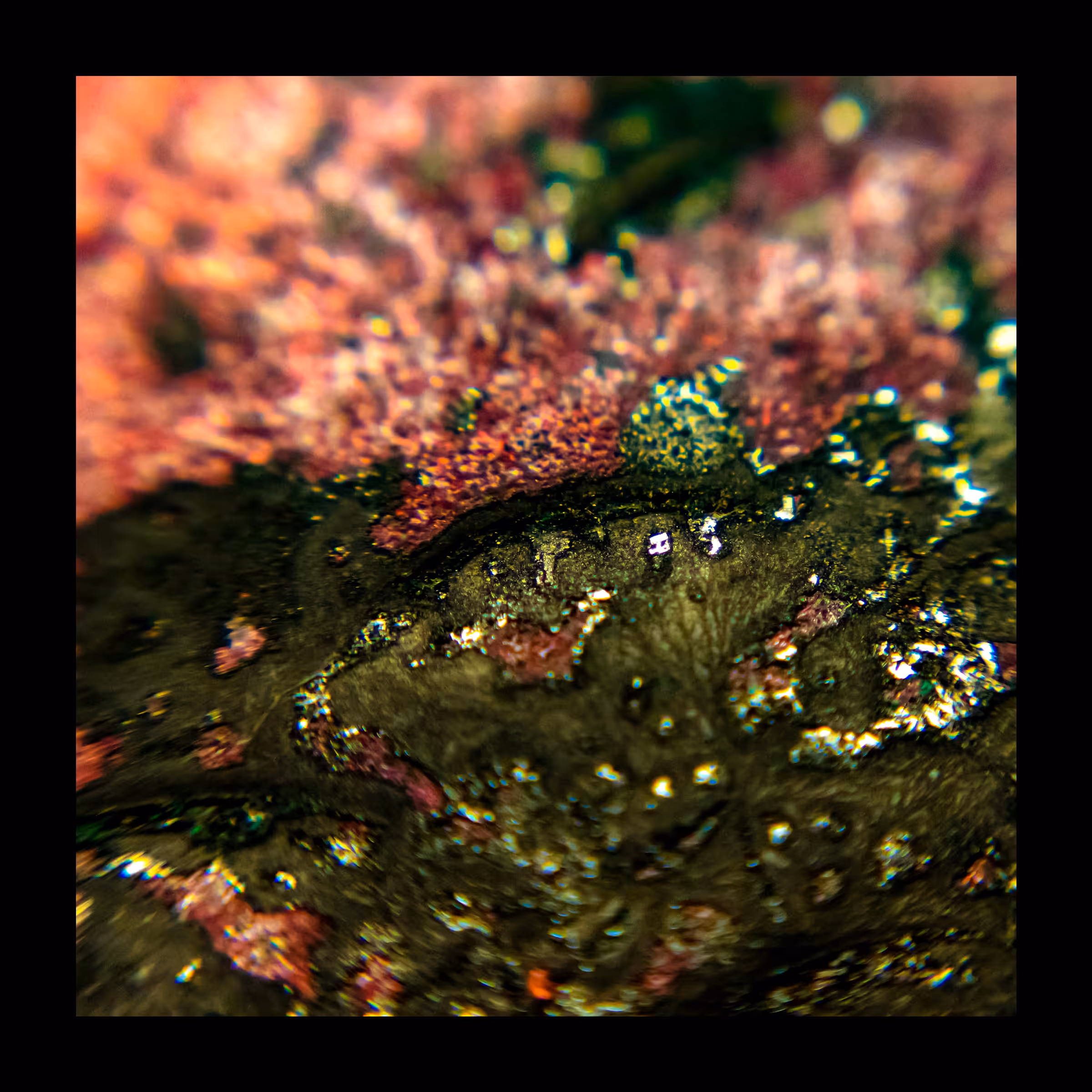 Flux #5