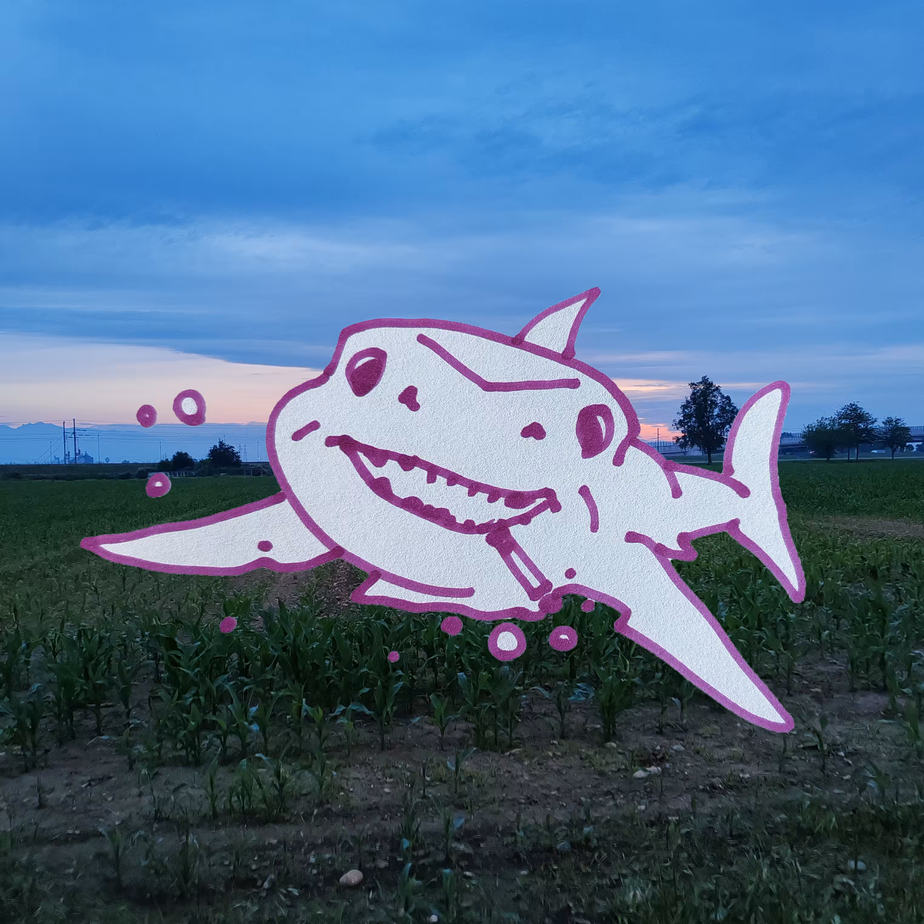 shark5