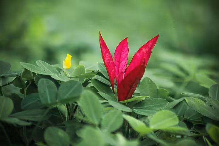 Red Flower