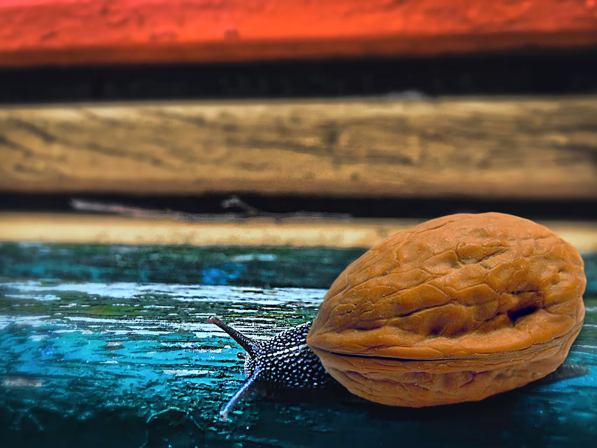 Snailnut