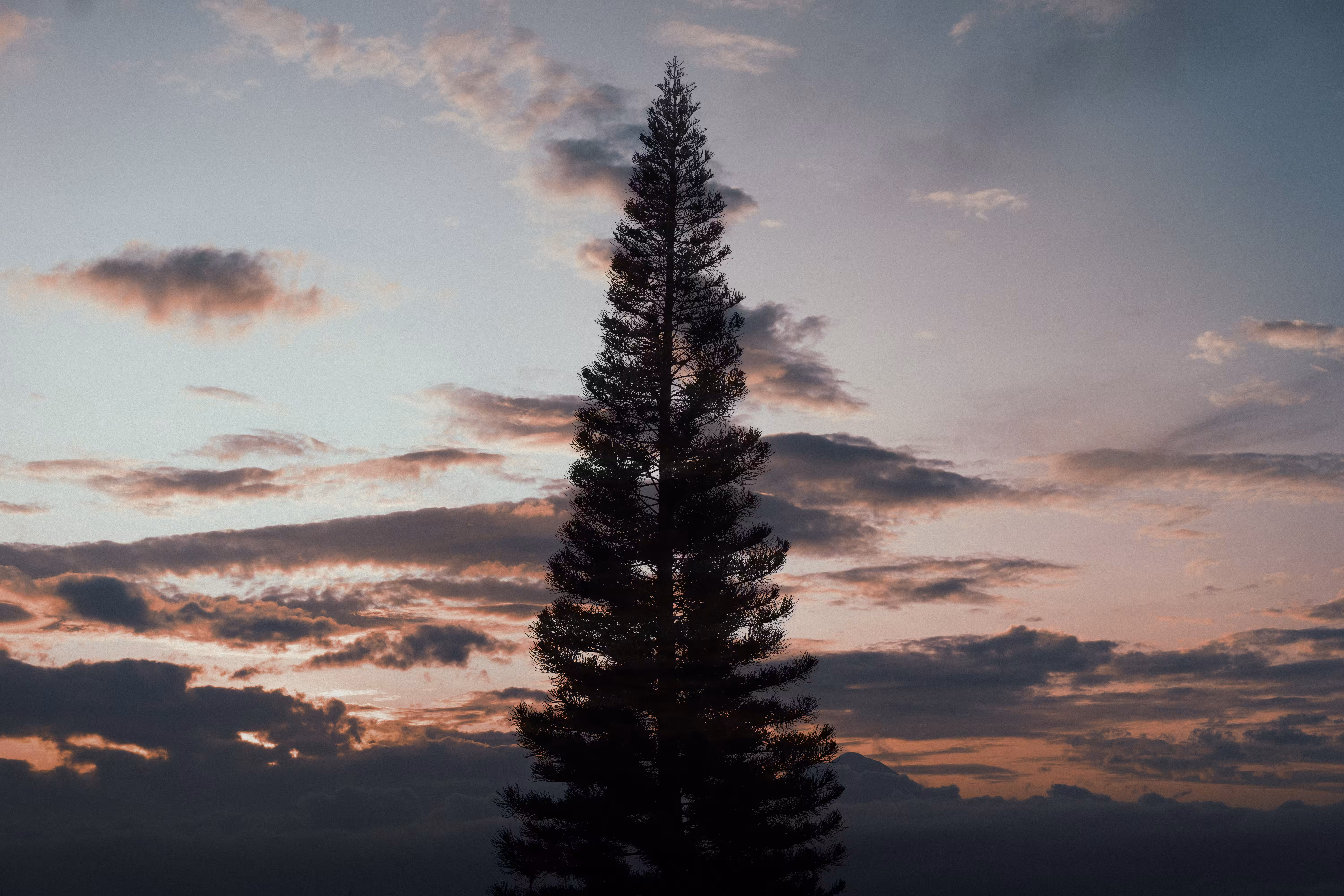 lonely tree