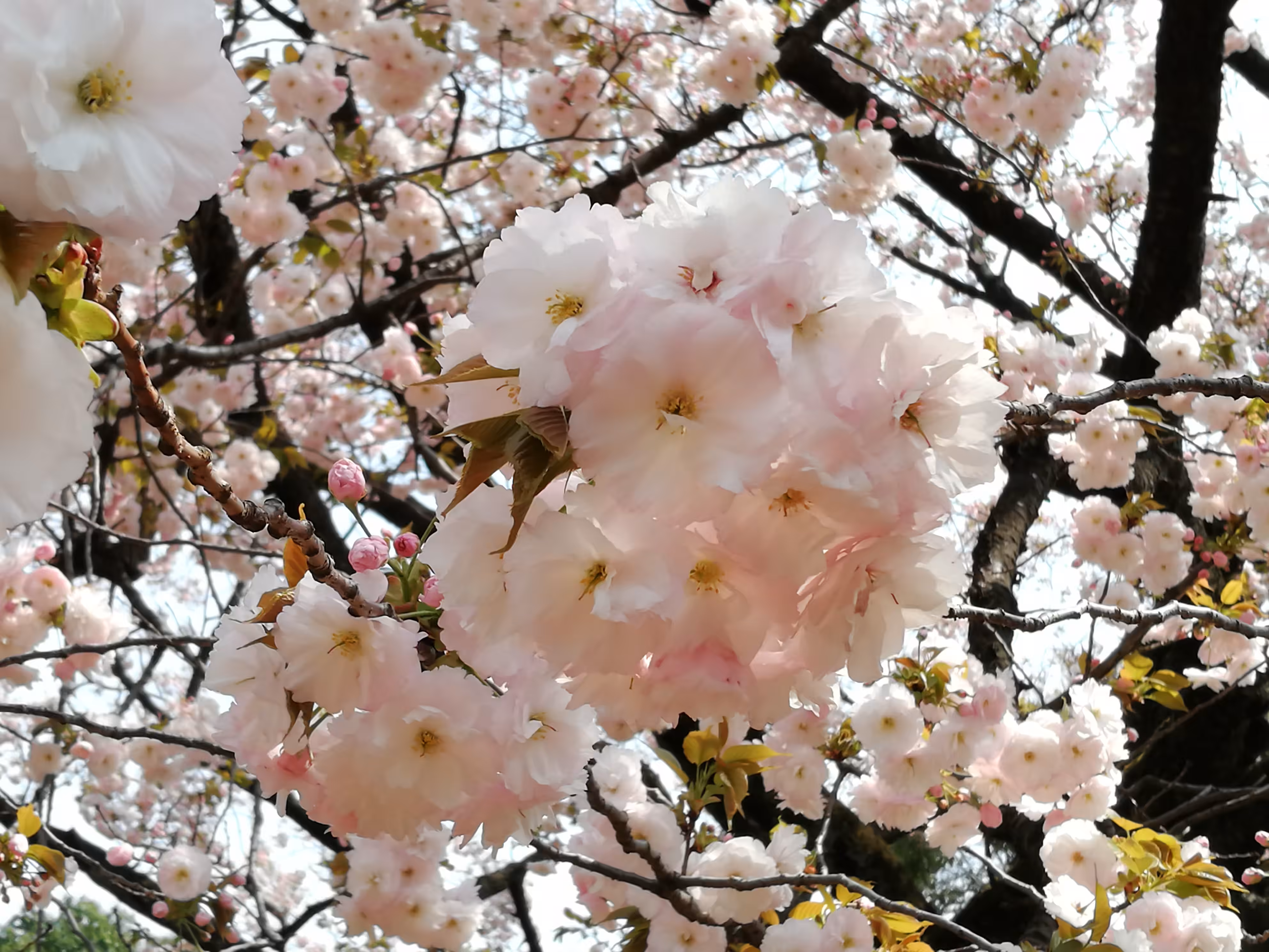 Cherry blossom 02