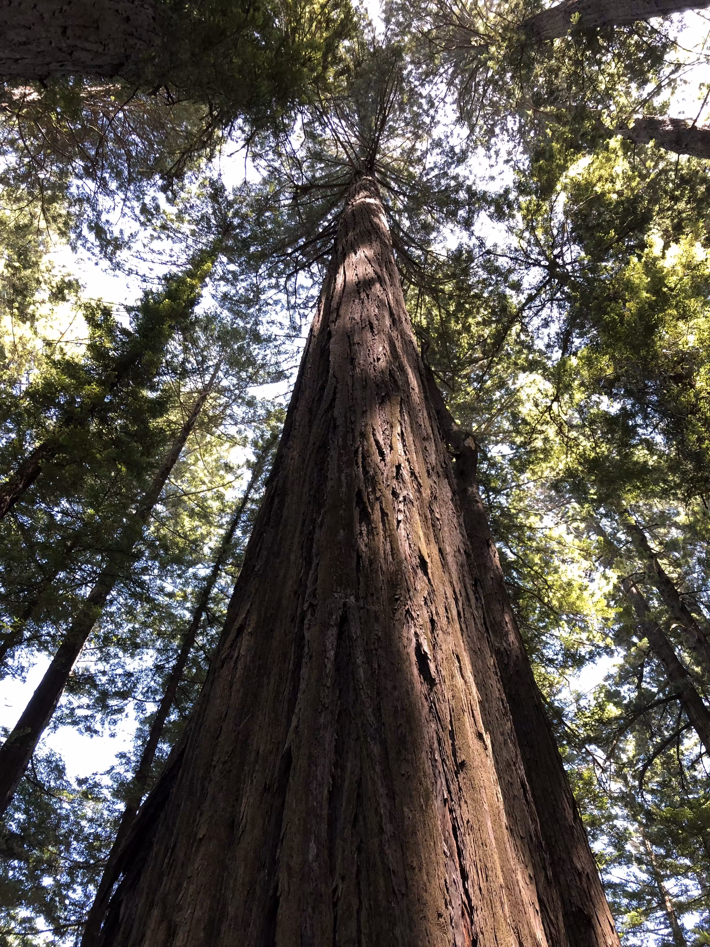 RedwoodHeights