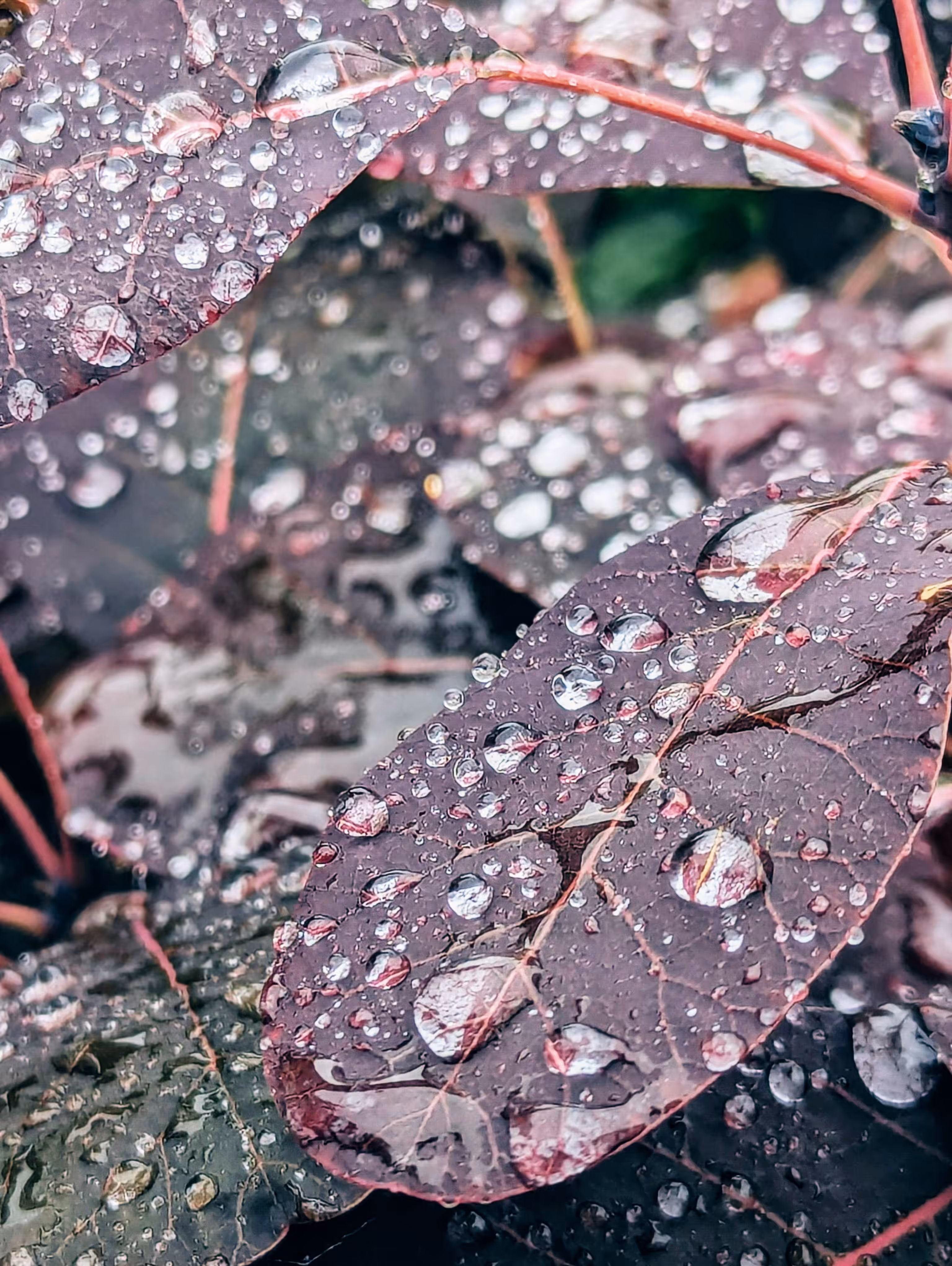 Luke_0x1 Photography : Summer fading