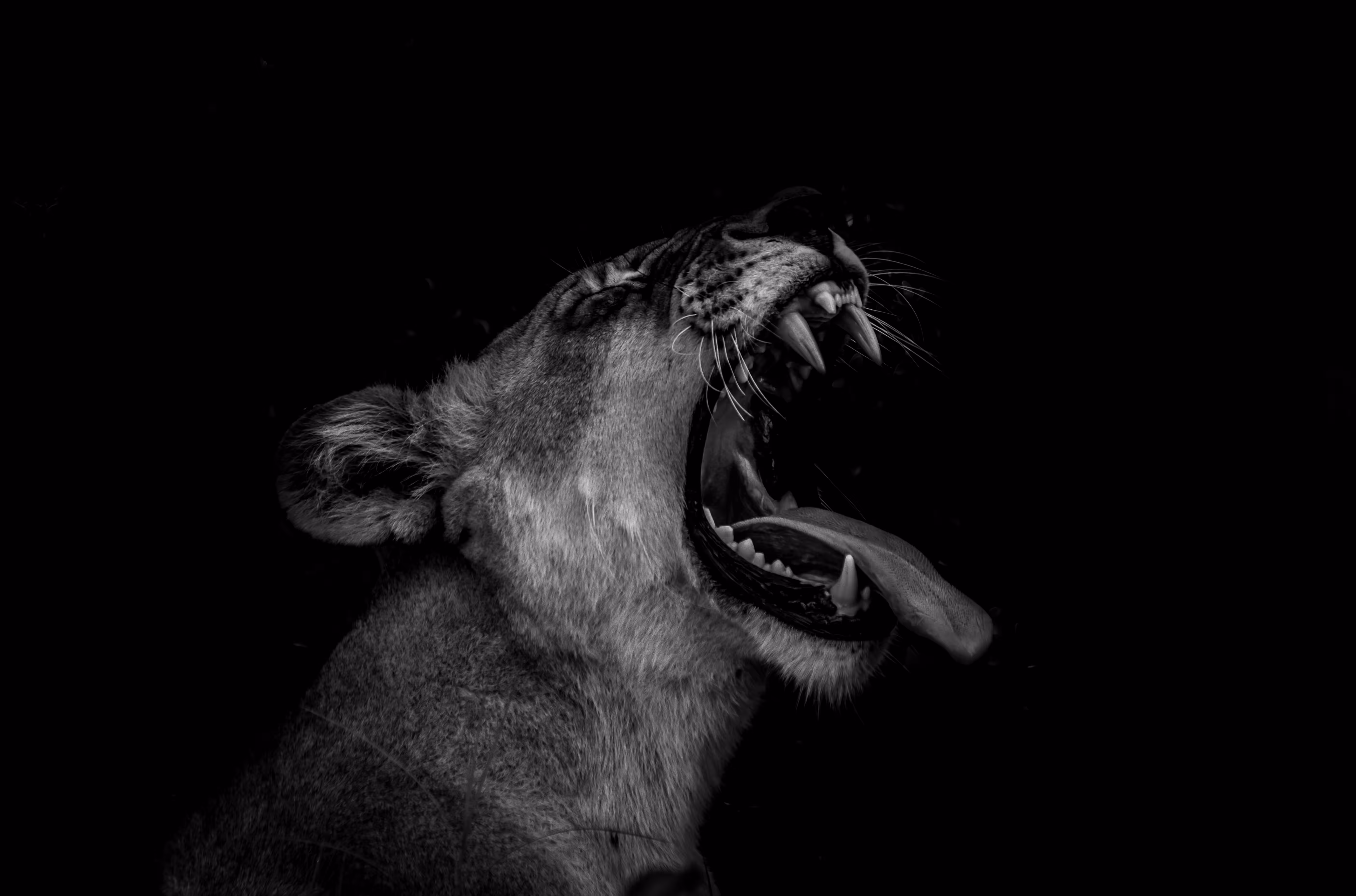 Lioness Portrait