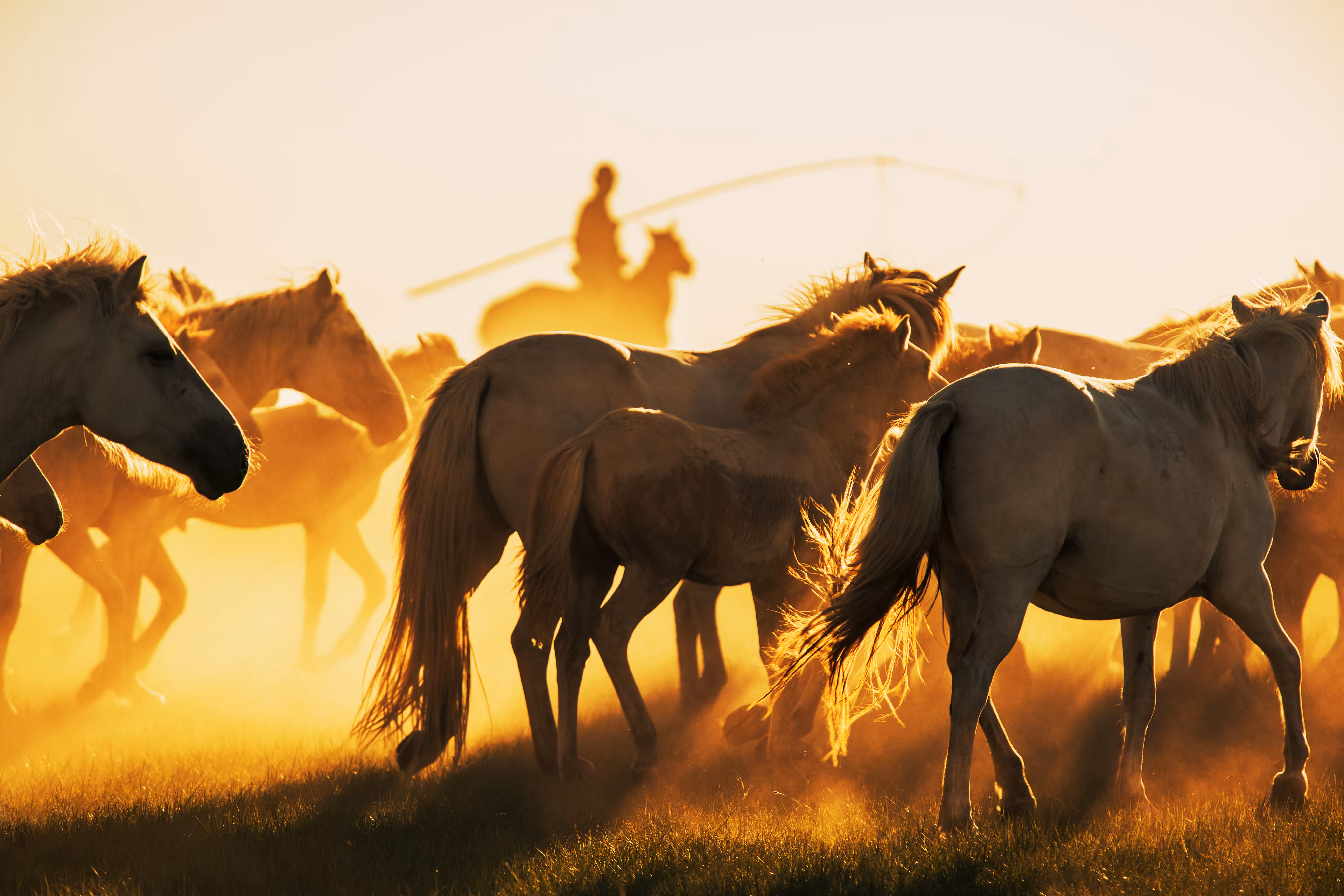 Chasing the horses