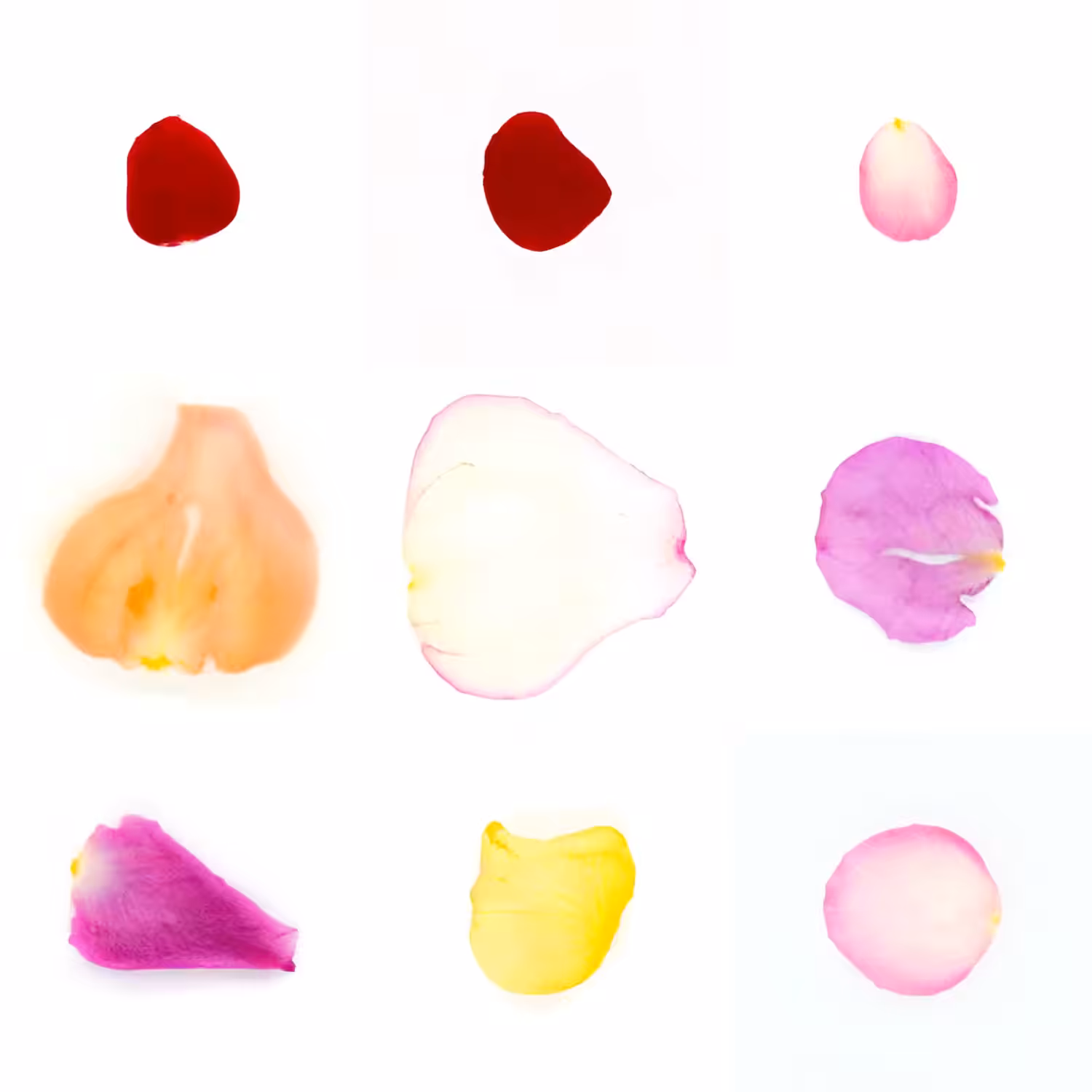 Infinite Petals 3x3#3210