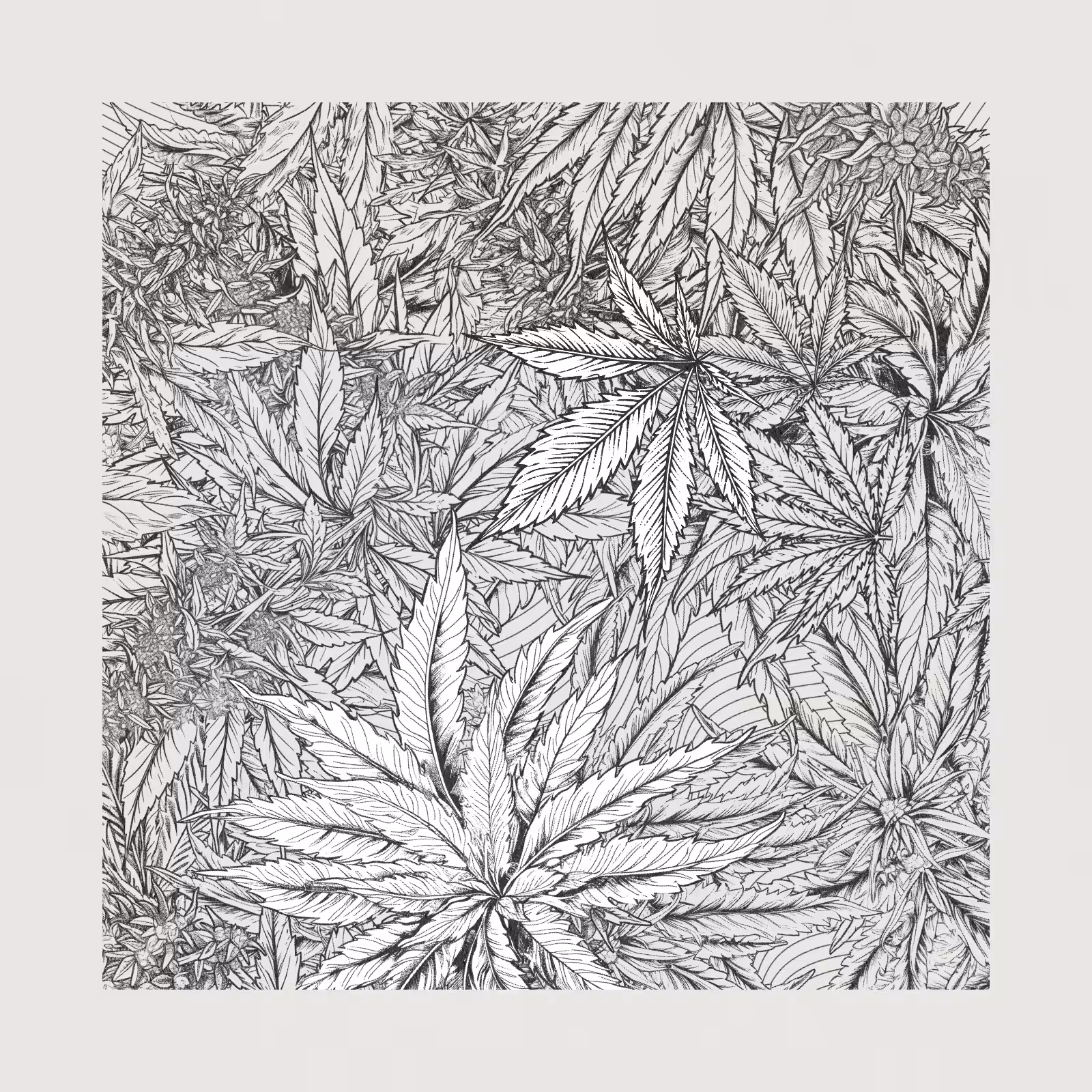 zancannabis #387