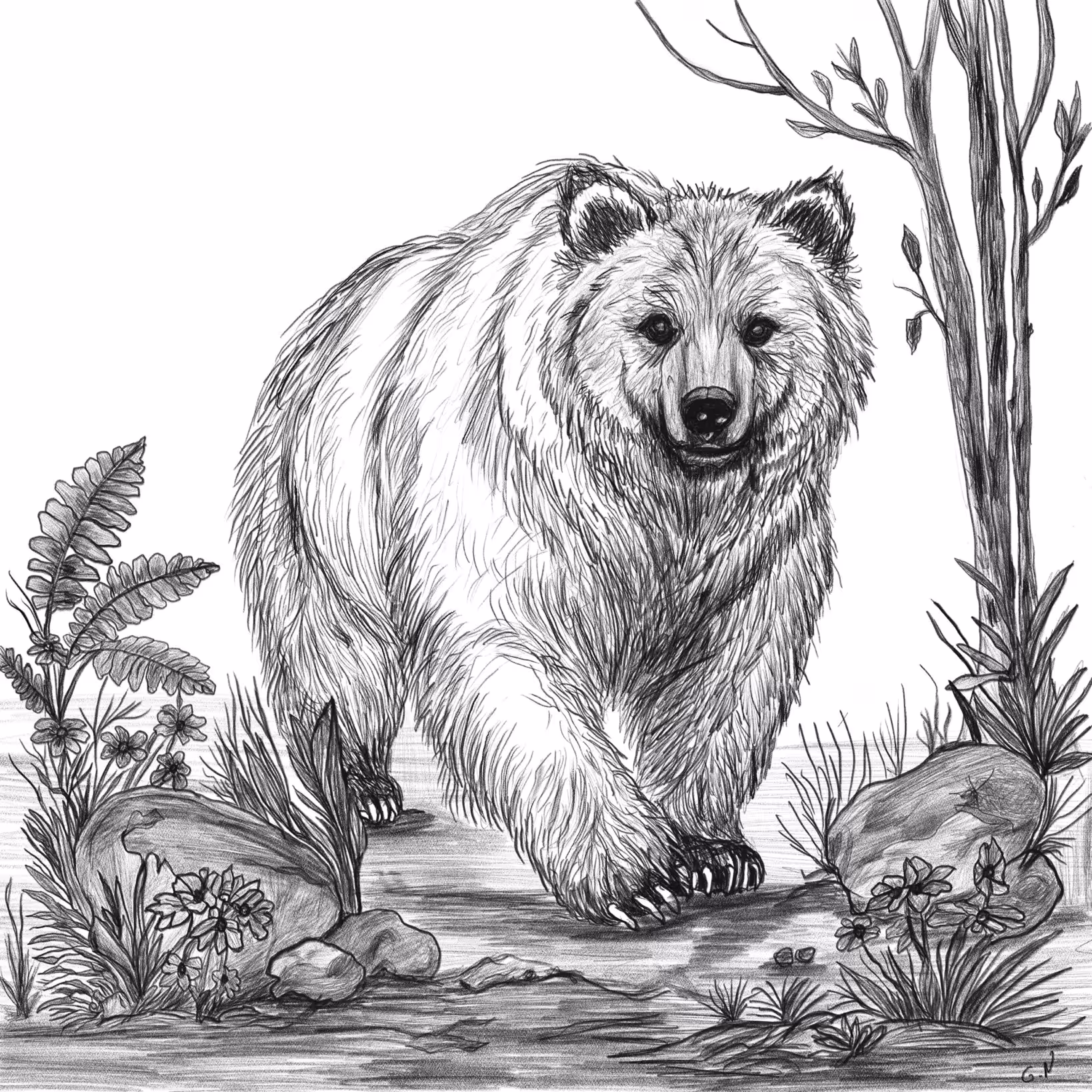 bear