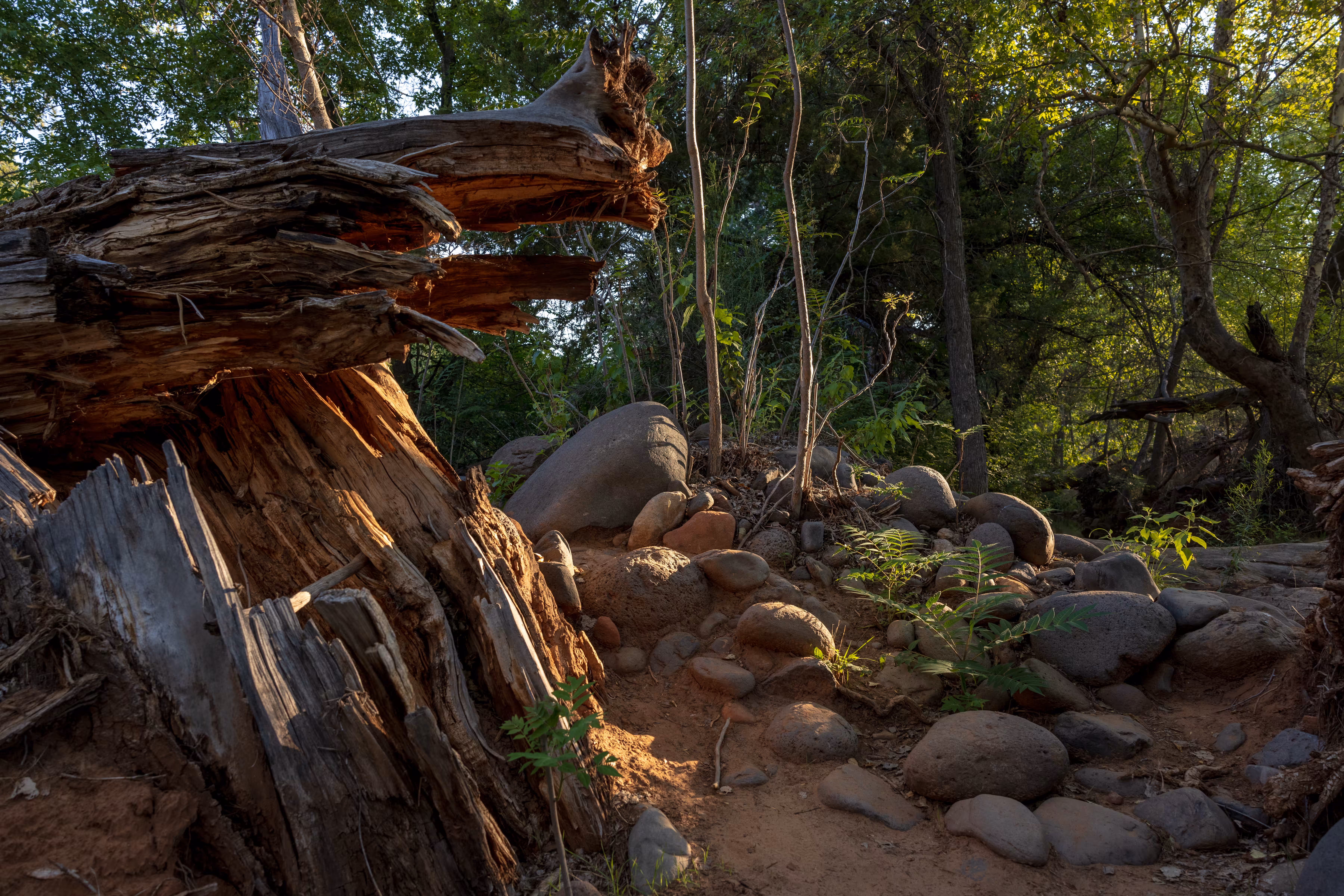 Creekside Cottonwood