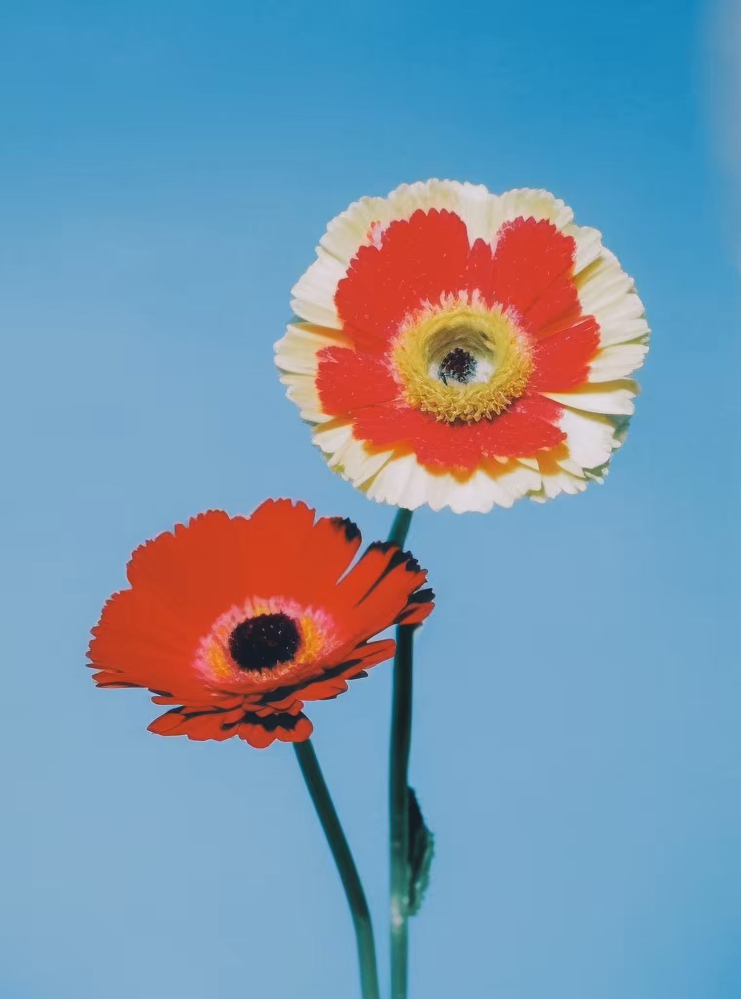 Poppy, Archival Pigment Print, 1995