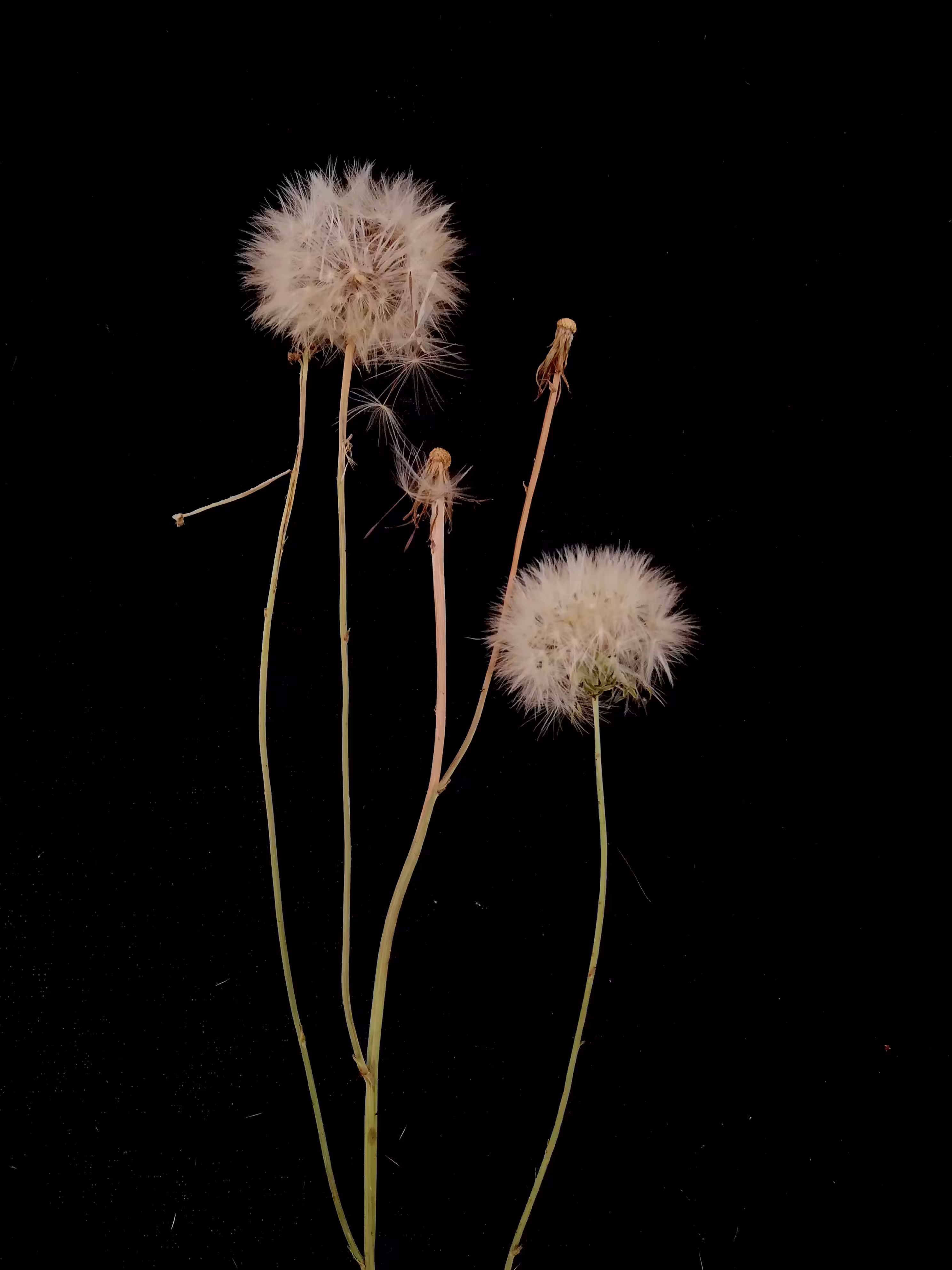 Plants 2
