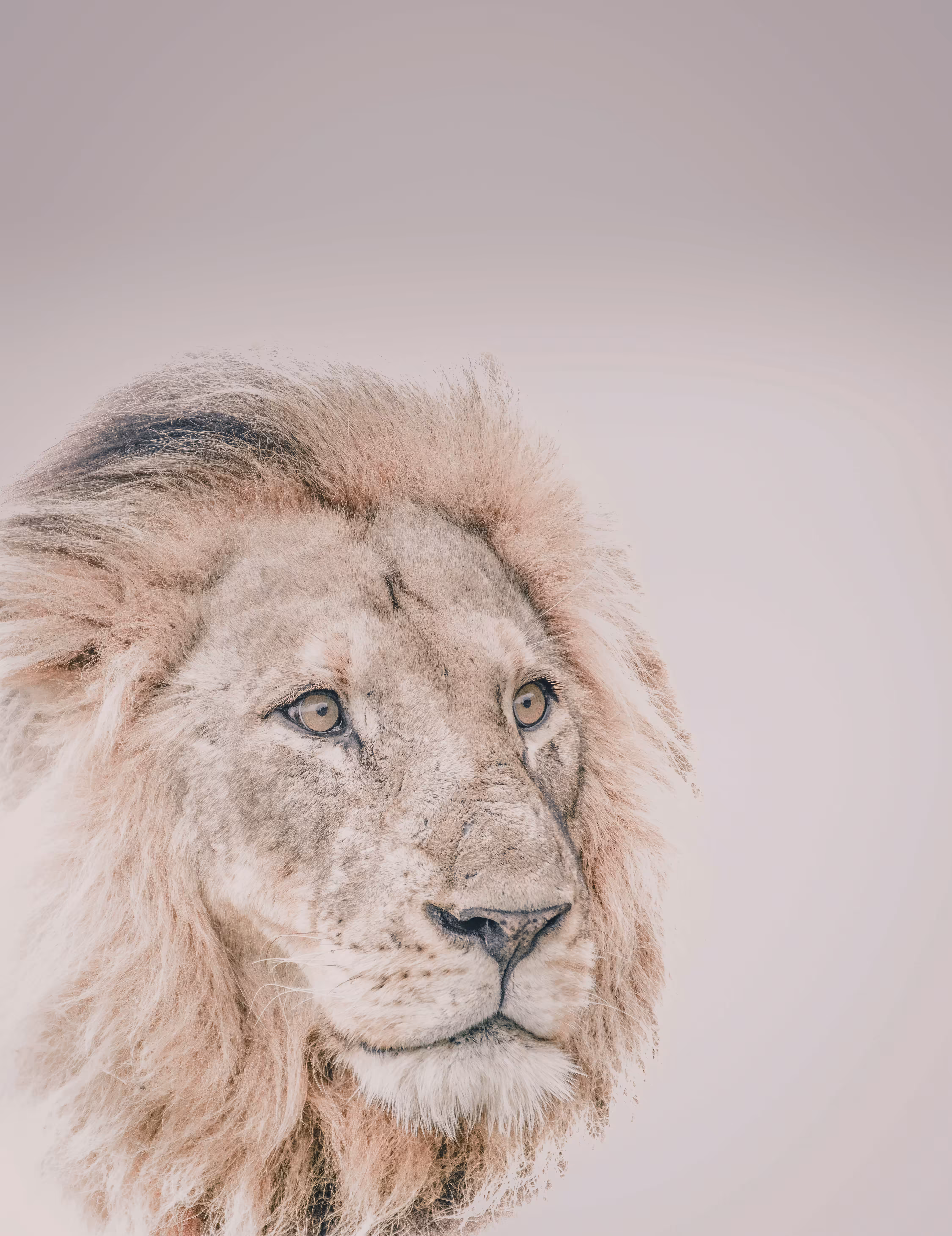 Lion Portrait III