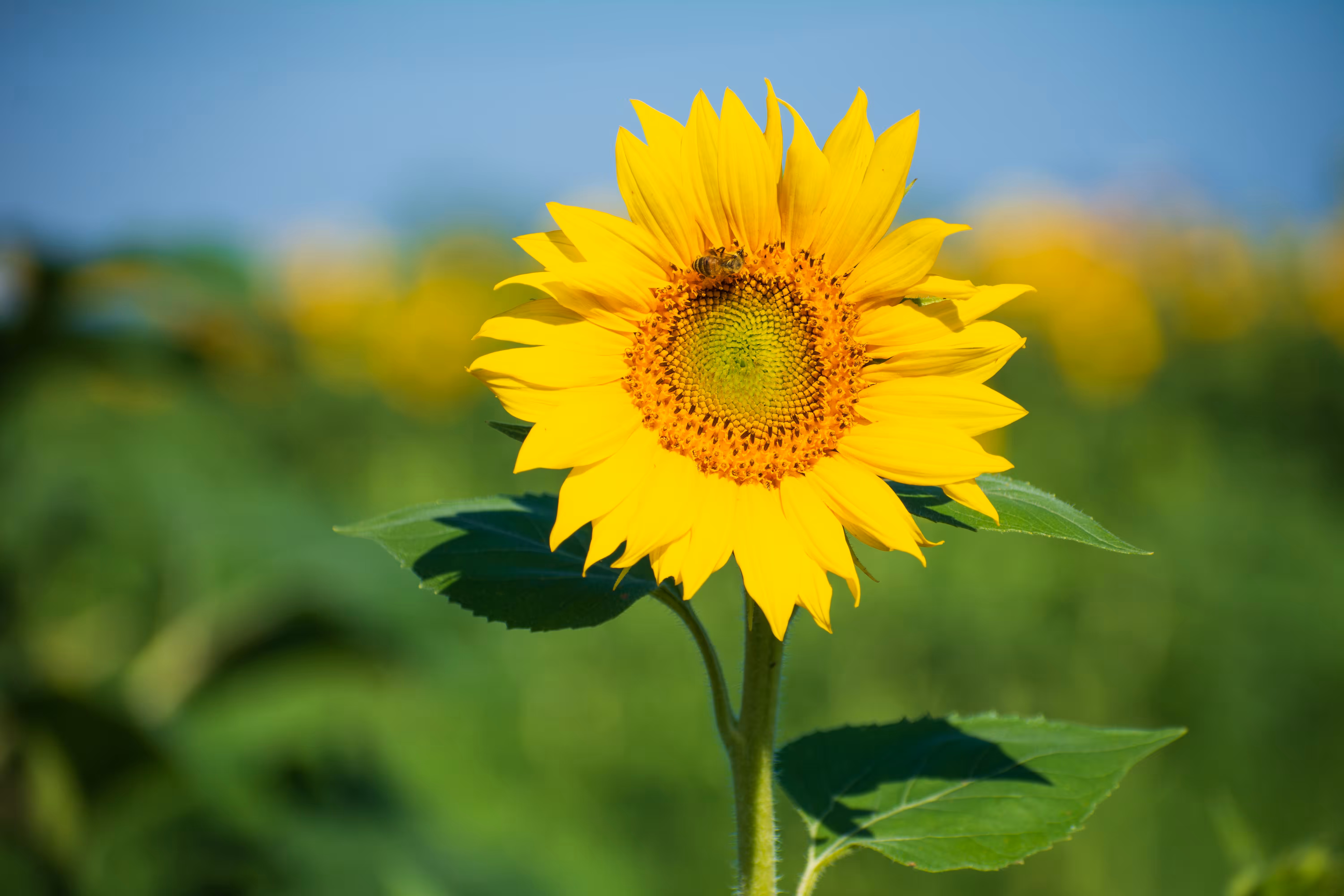 Seeds of Solidarity