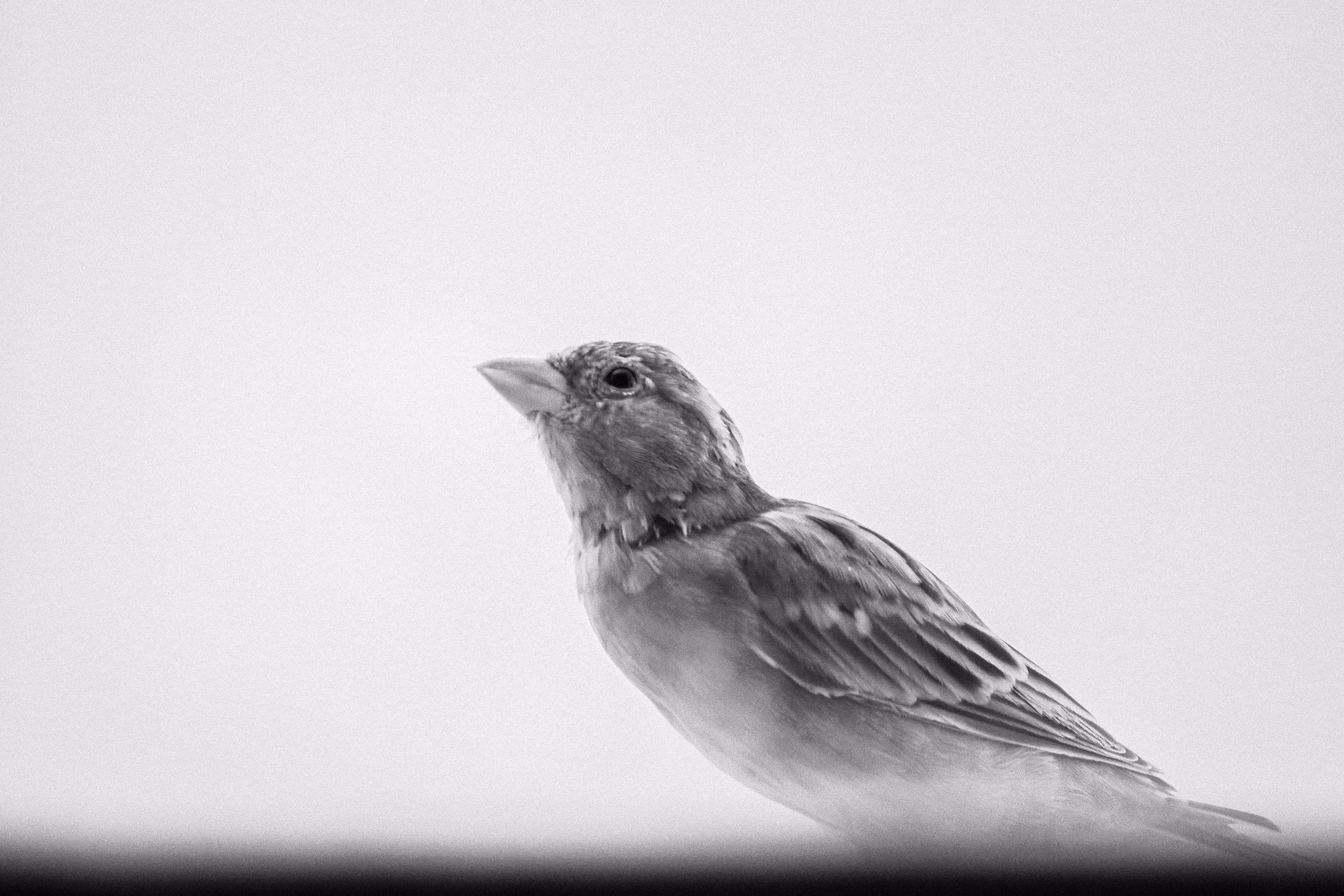 sad spectator of the sky