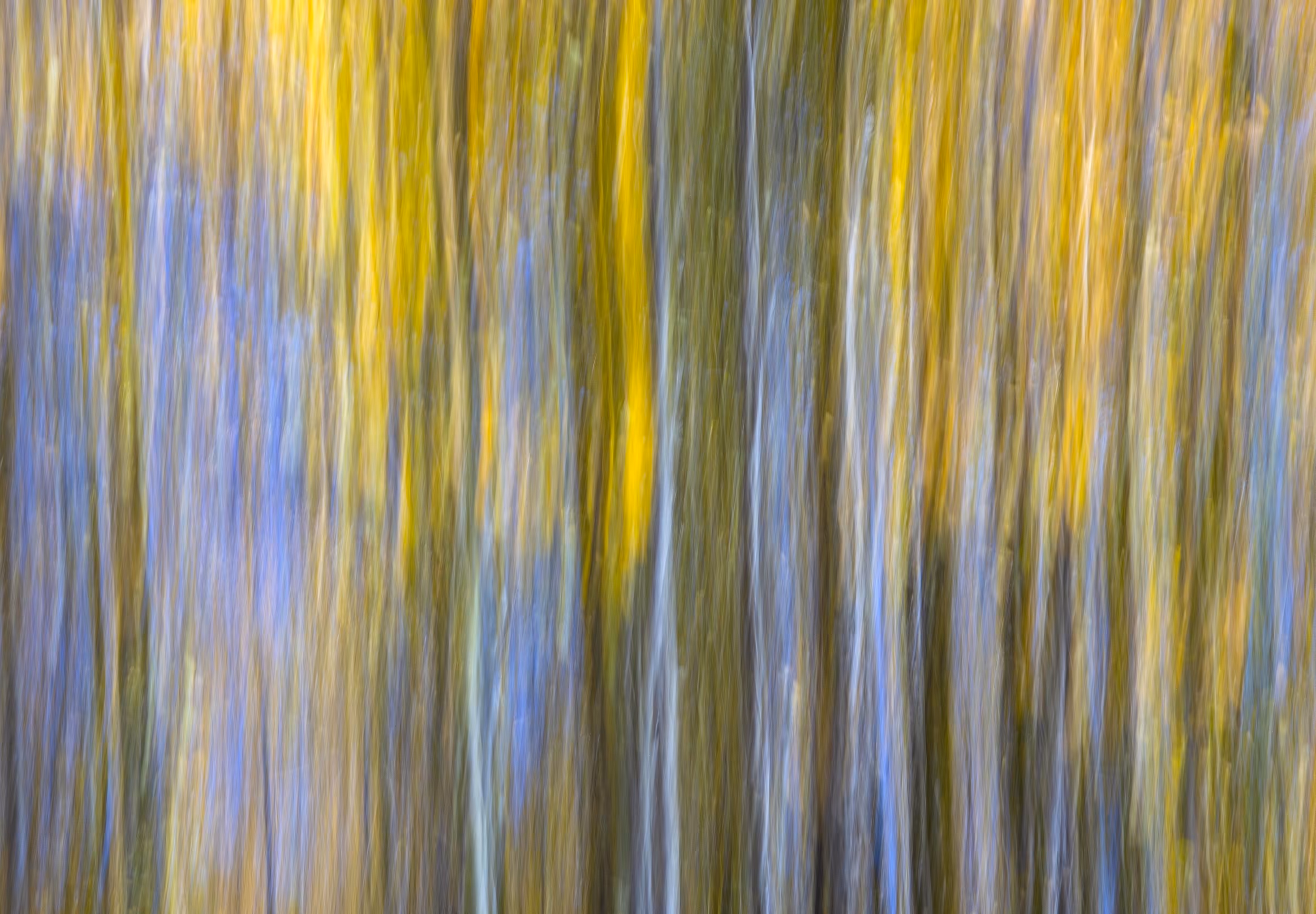 Aspen Blur