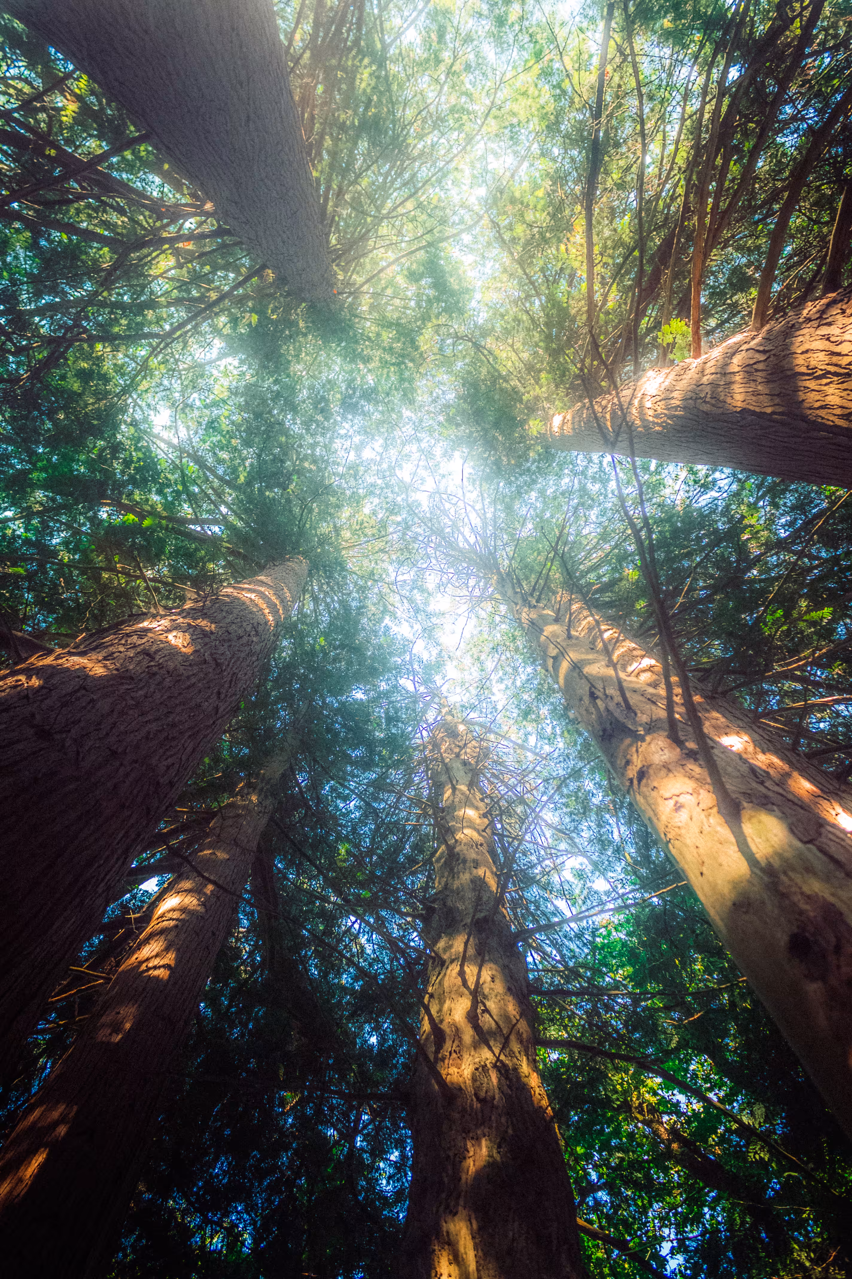 Among The Giants of Our World