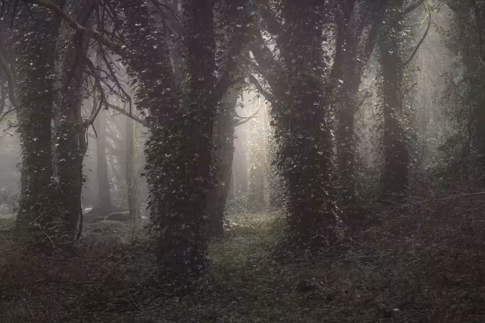 Mirkwood III - A Dark Passage