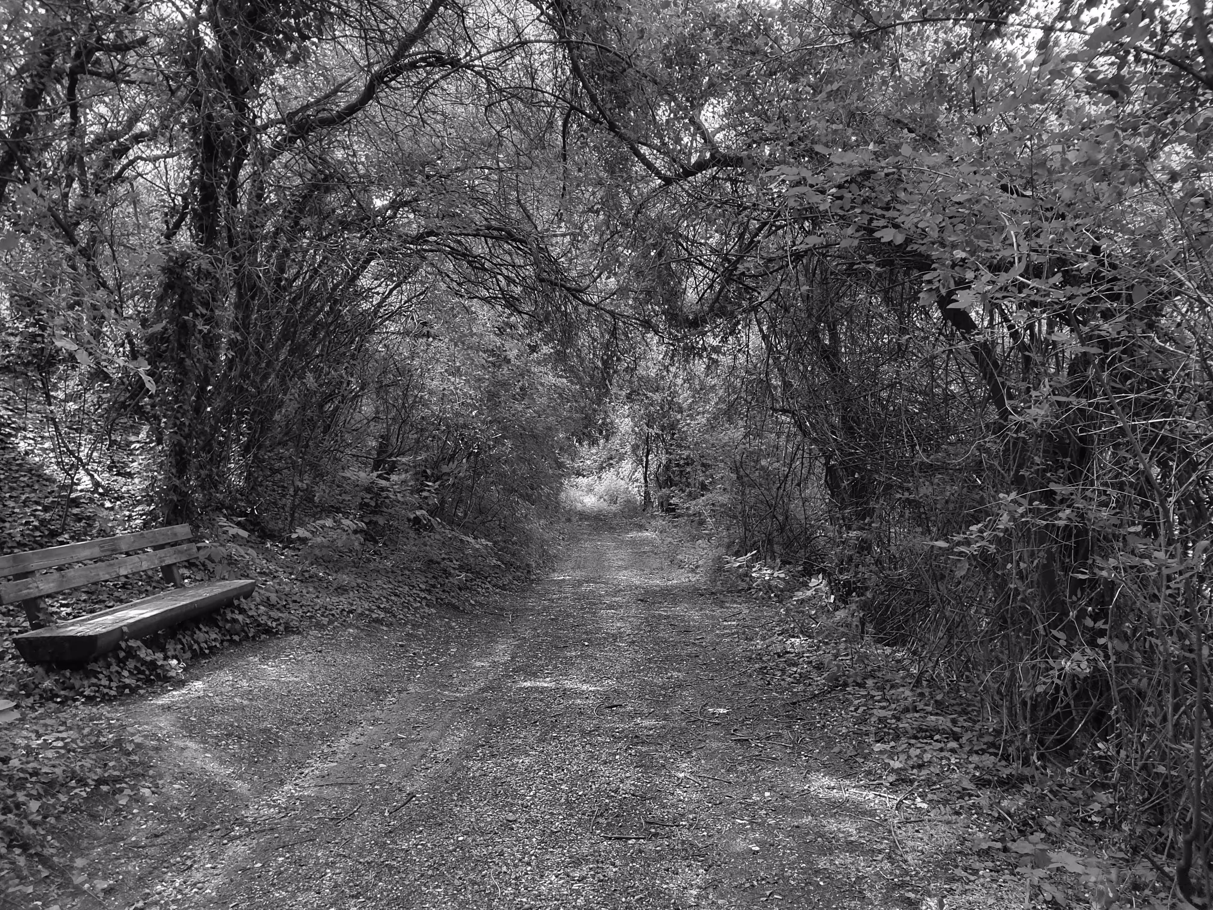 Jungle in the City Black and White Edition