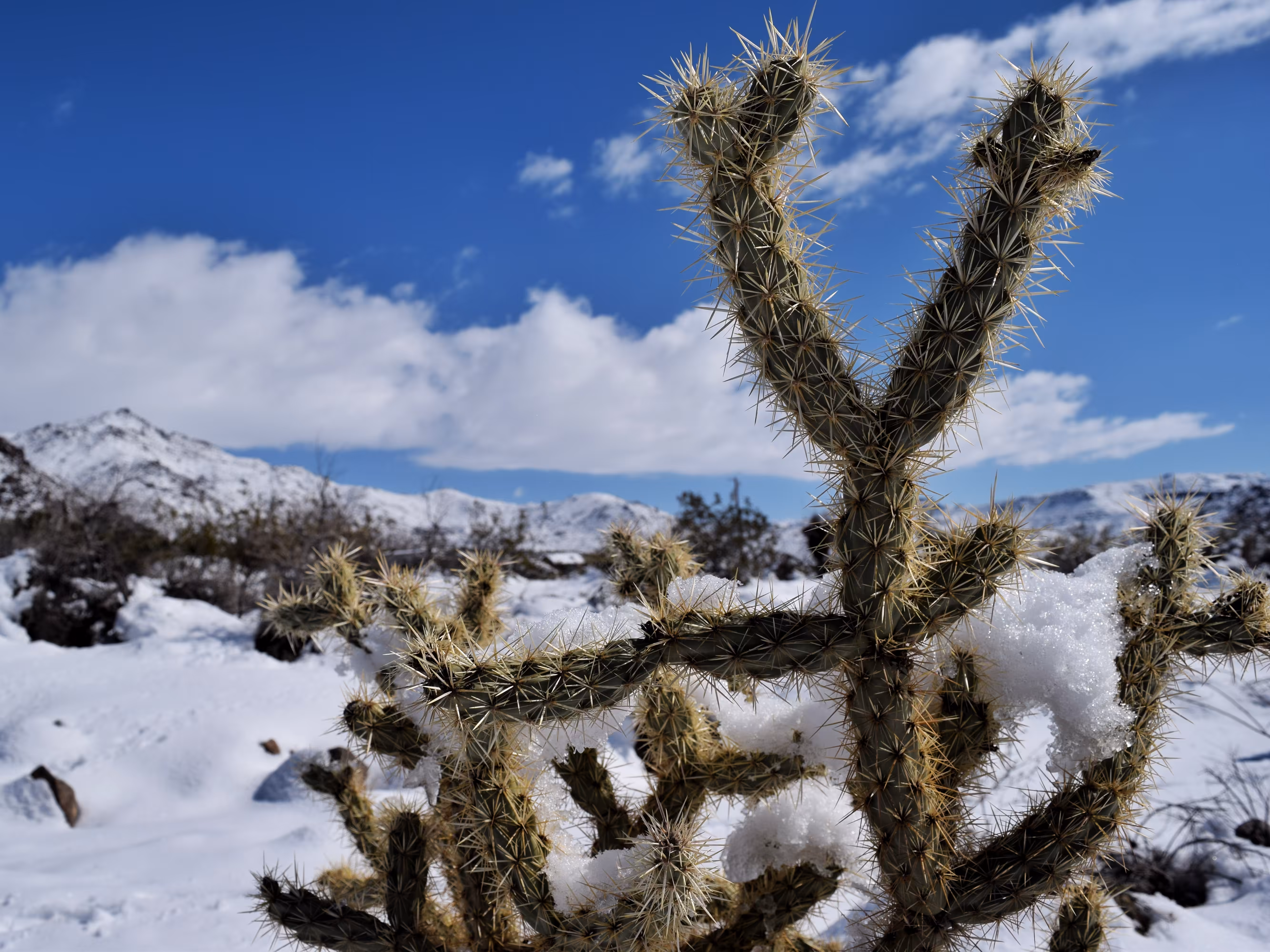Desert Snow