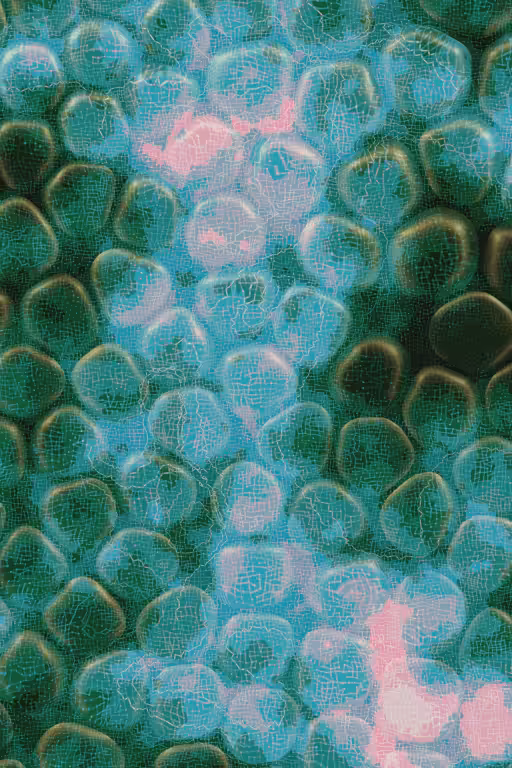 Vitreous #29