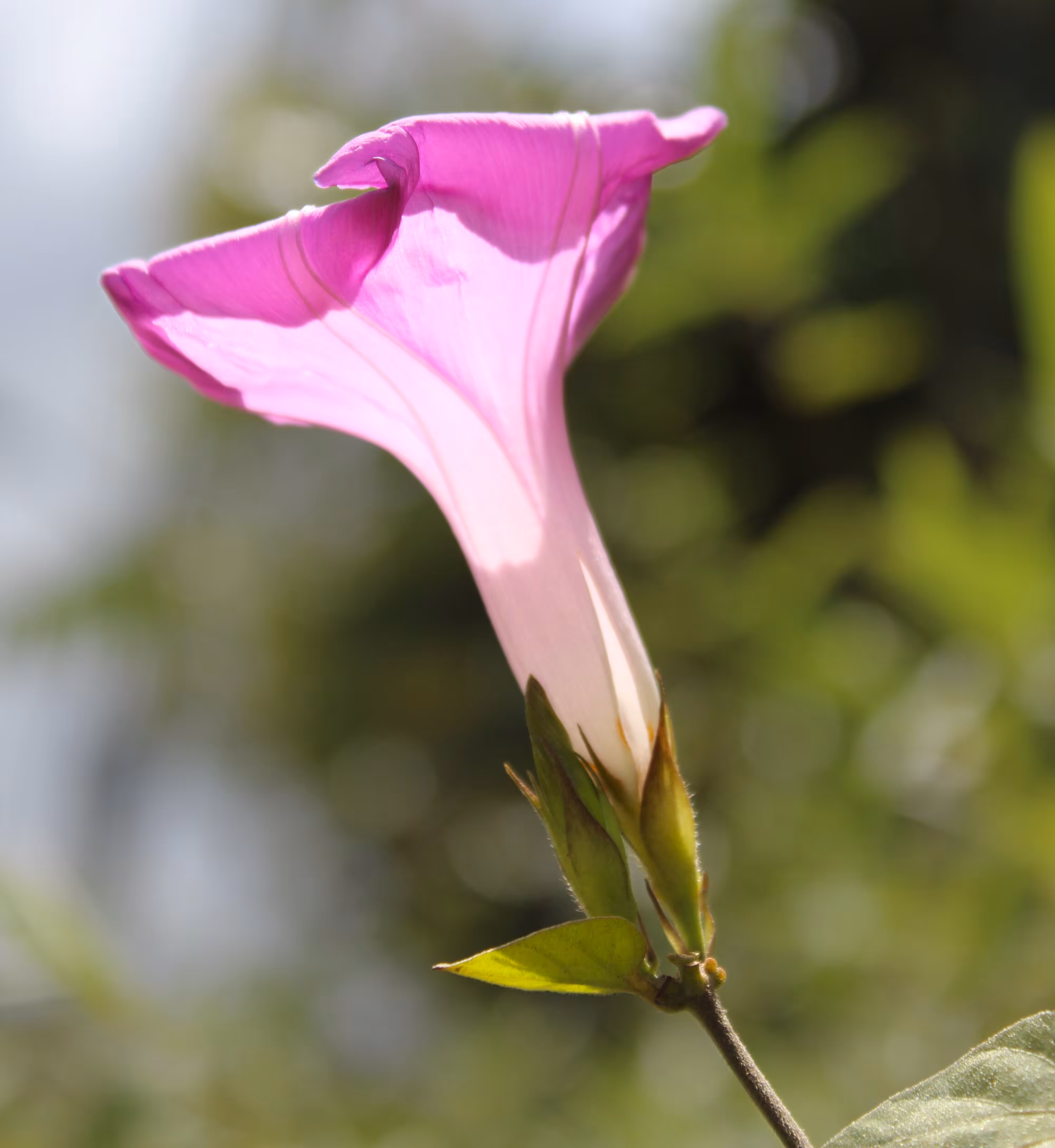 "Ipomoea Indica"