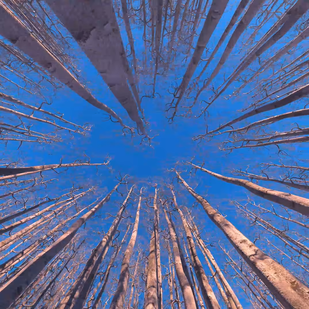 Bare Branches