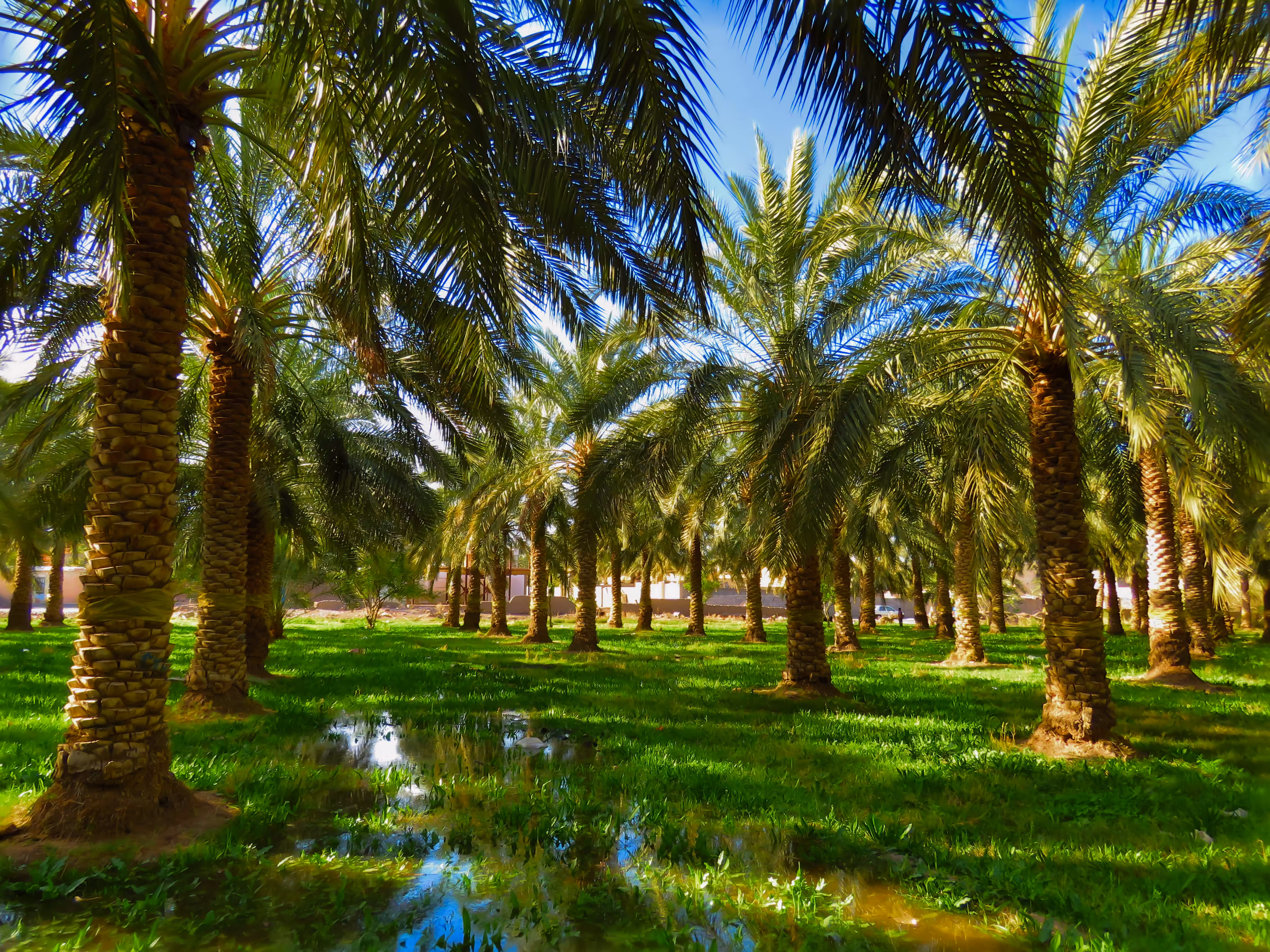 The Happy Valley: Palm grove