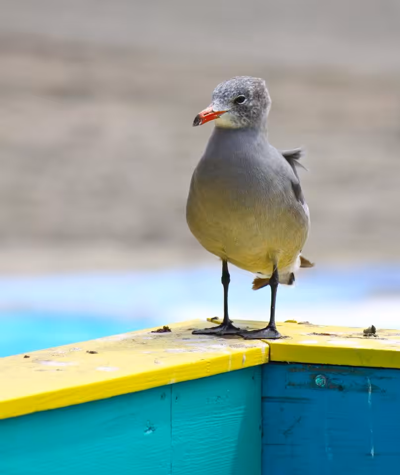 Pastel Seagull
