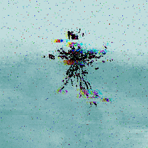 Sometimes I dream of being a bird. Patron Edition
