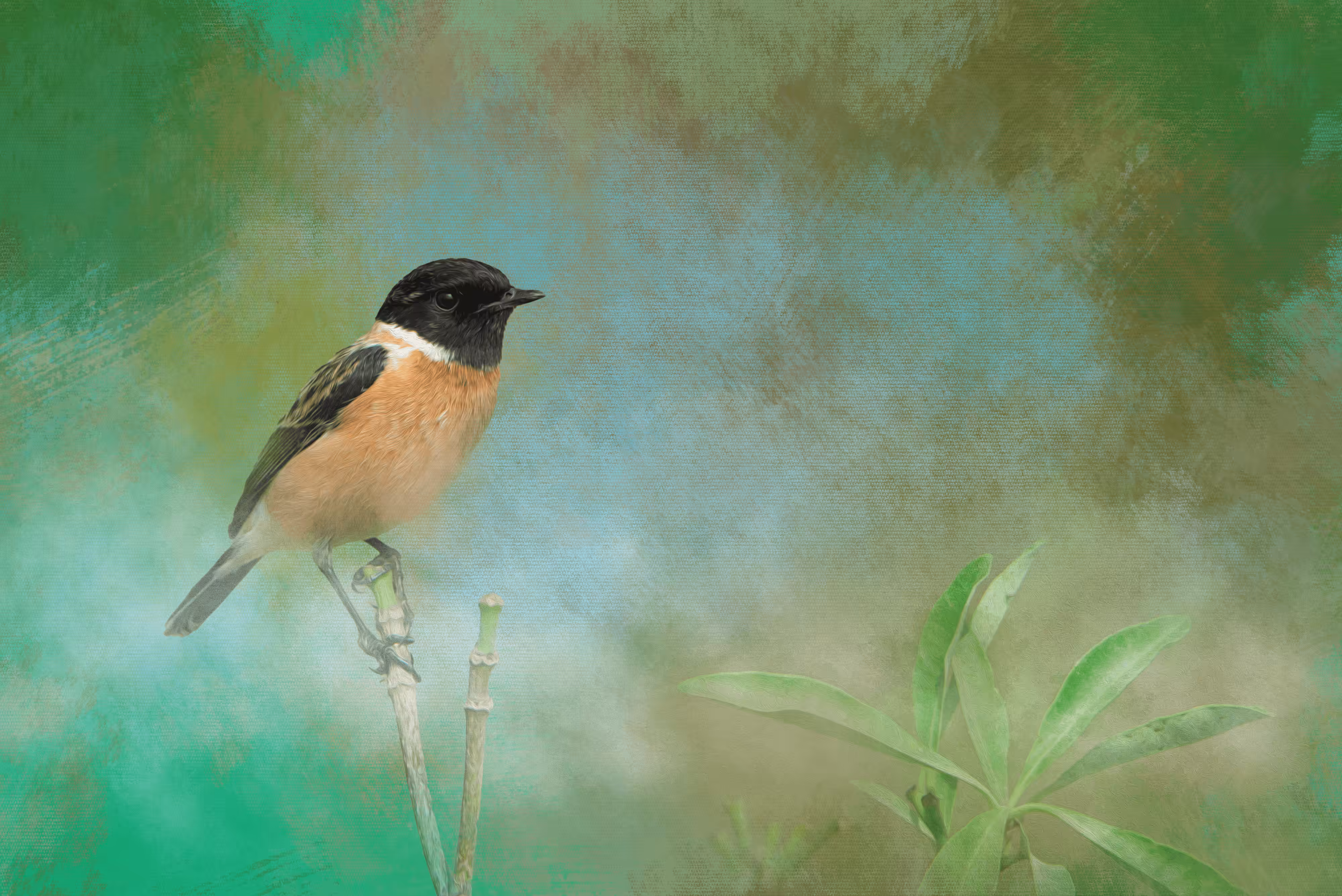 #21 Siberian Stonechat